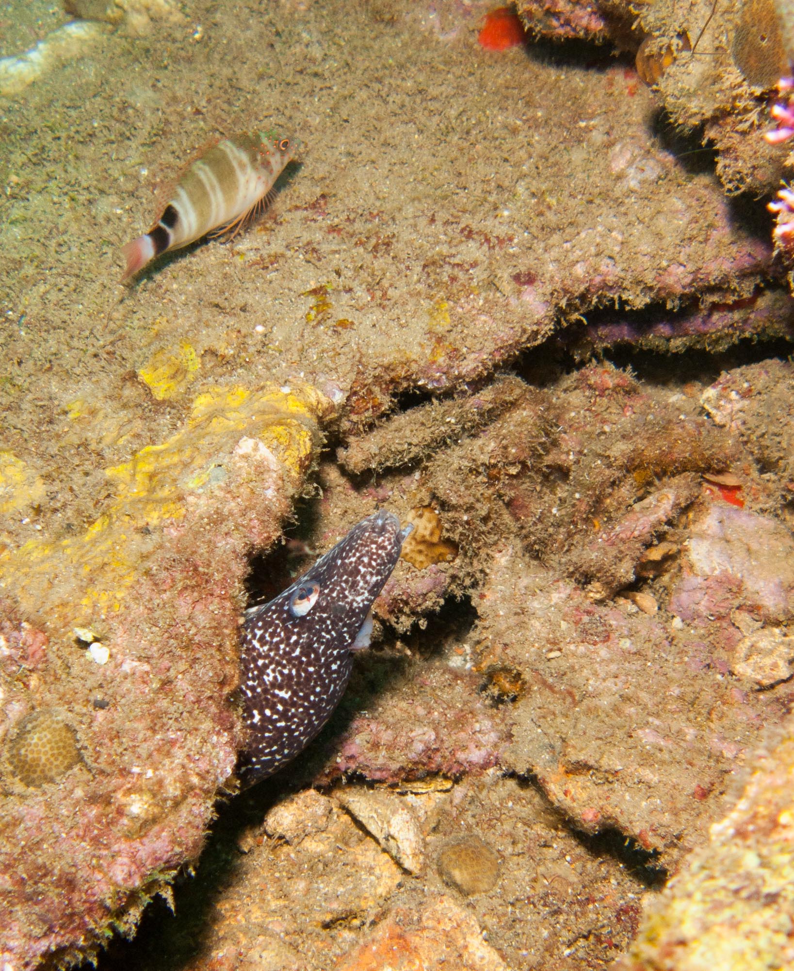 Spotted Moray Eel & Redspotted Hawkfish Spotted Moray Eel & Redspotted Hawkfish