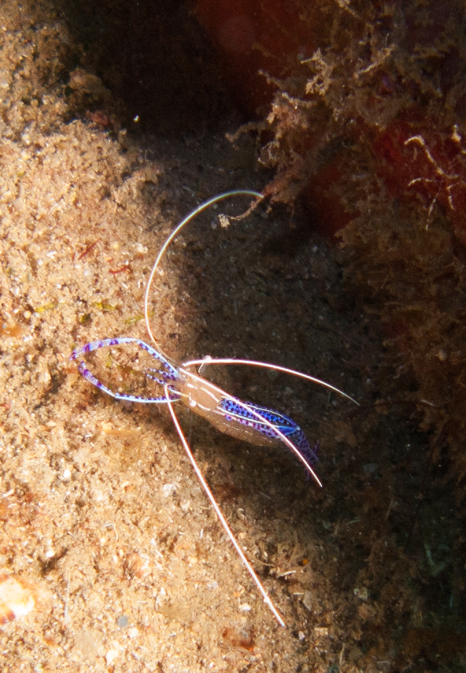 Pederson Cleaner Shrimp Pederson Cleaner Shrimp