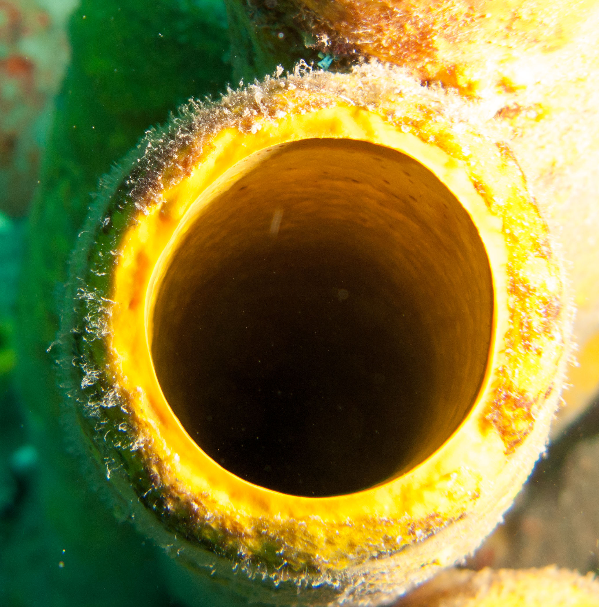 Yellow tube sponge Yellow tube sponge