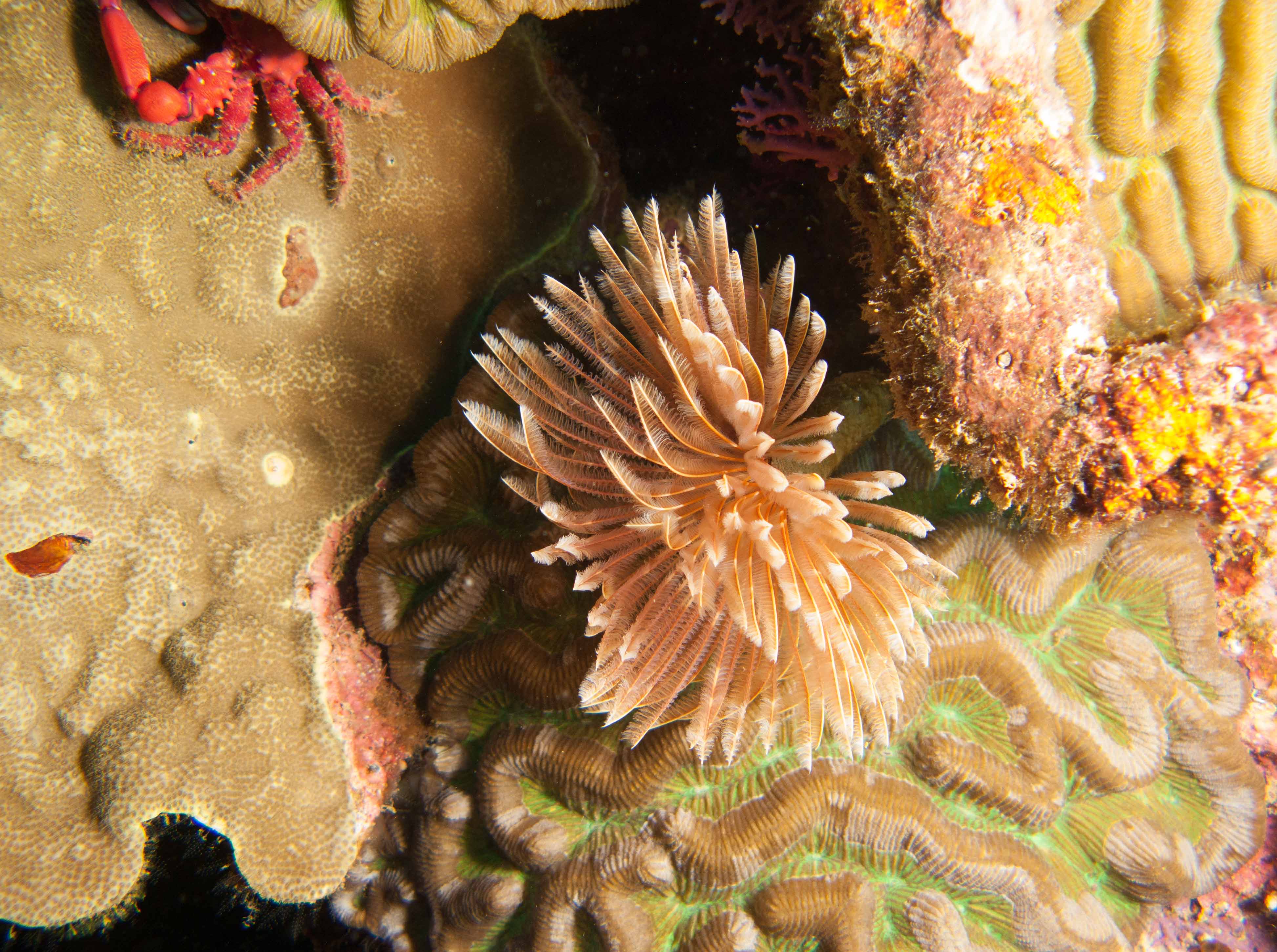 Fan worm, corals & Red-Ridged Clinging Crab Fan worm, corals & Red-Ridged Clinging Crab