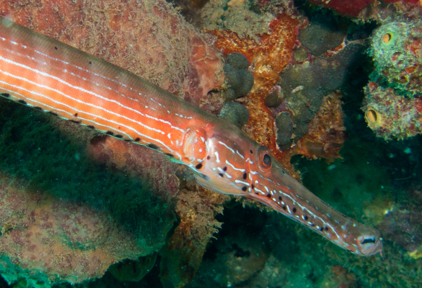 Trumpetfish Trumpetfish