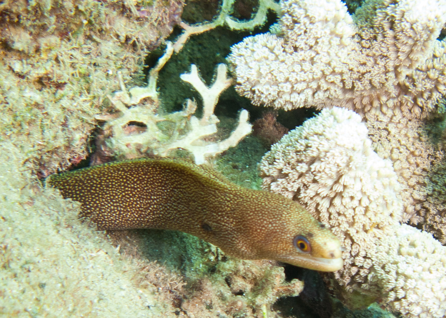 Goldentail Moray Eel