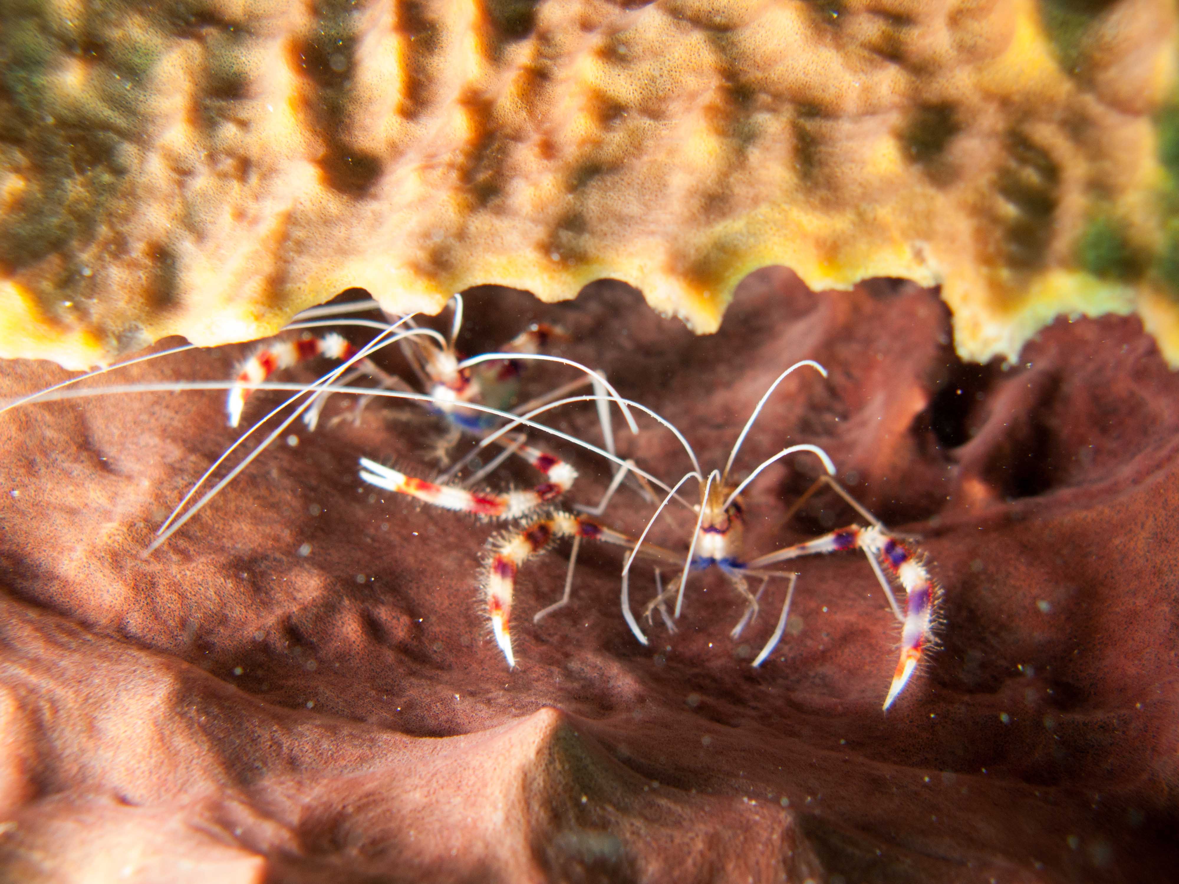 Banded Coral Shrimps in a basket sponge