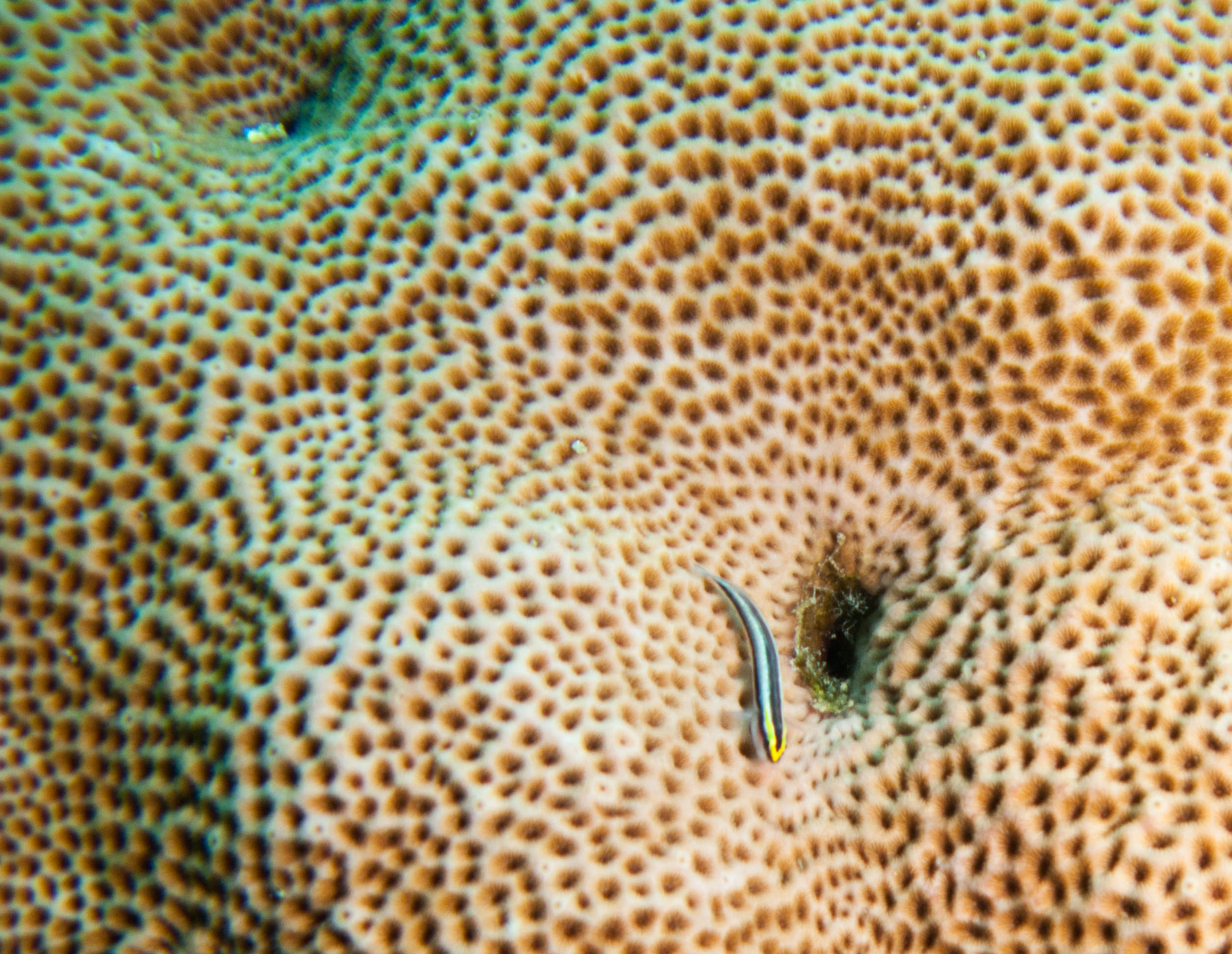 Yellownose Goby on coral
