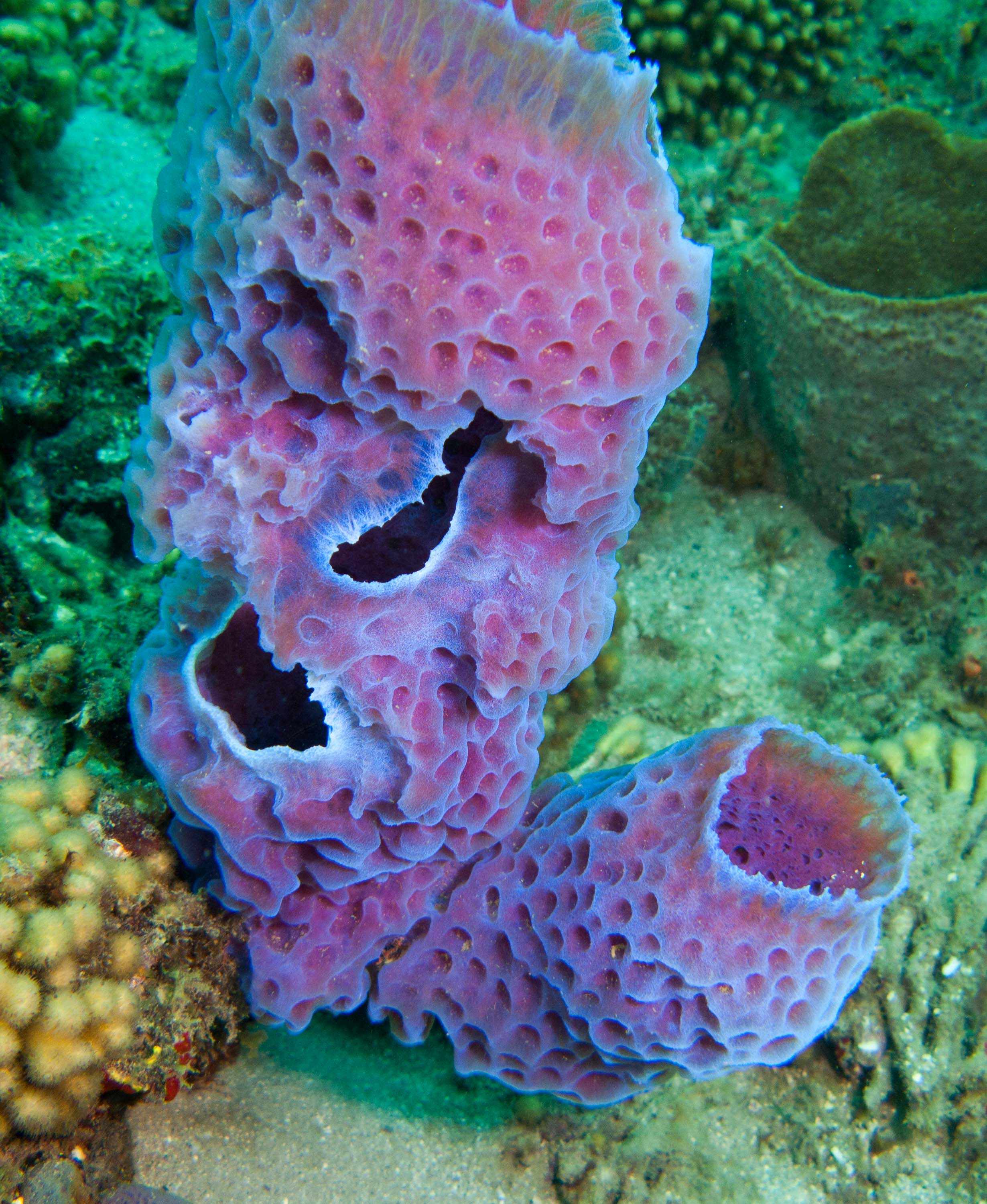 Purple vase sponge