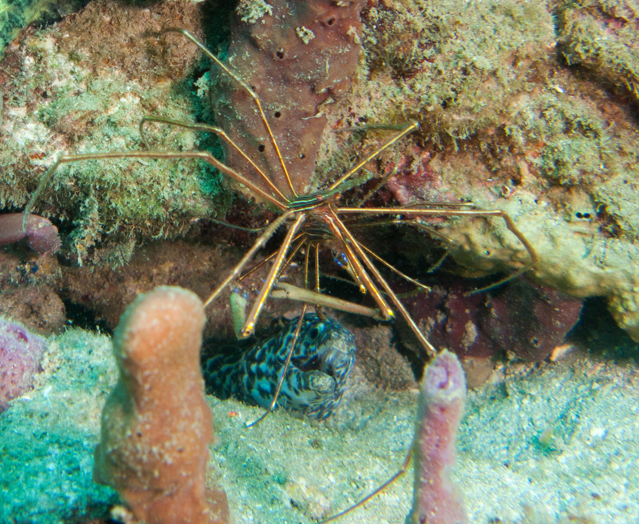 Arrow head crabs & Spotted Moray Eel