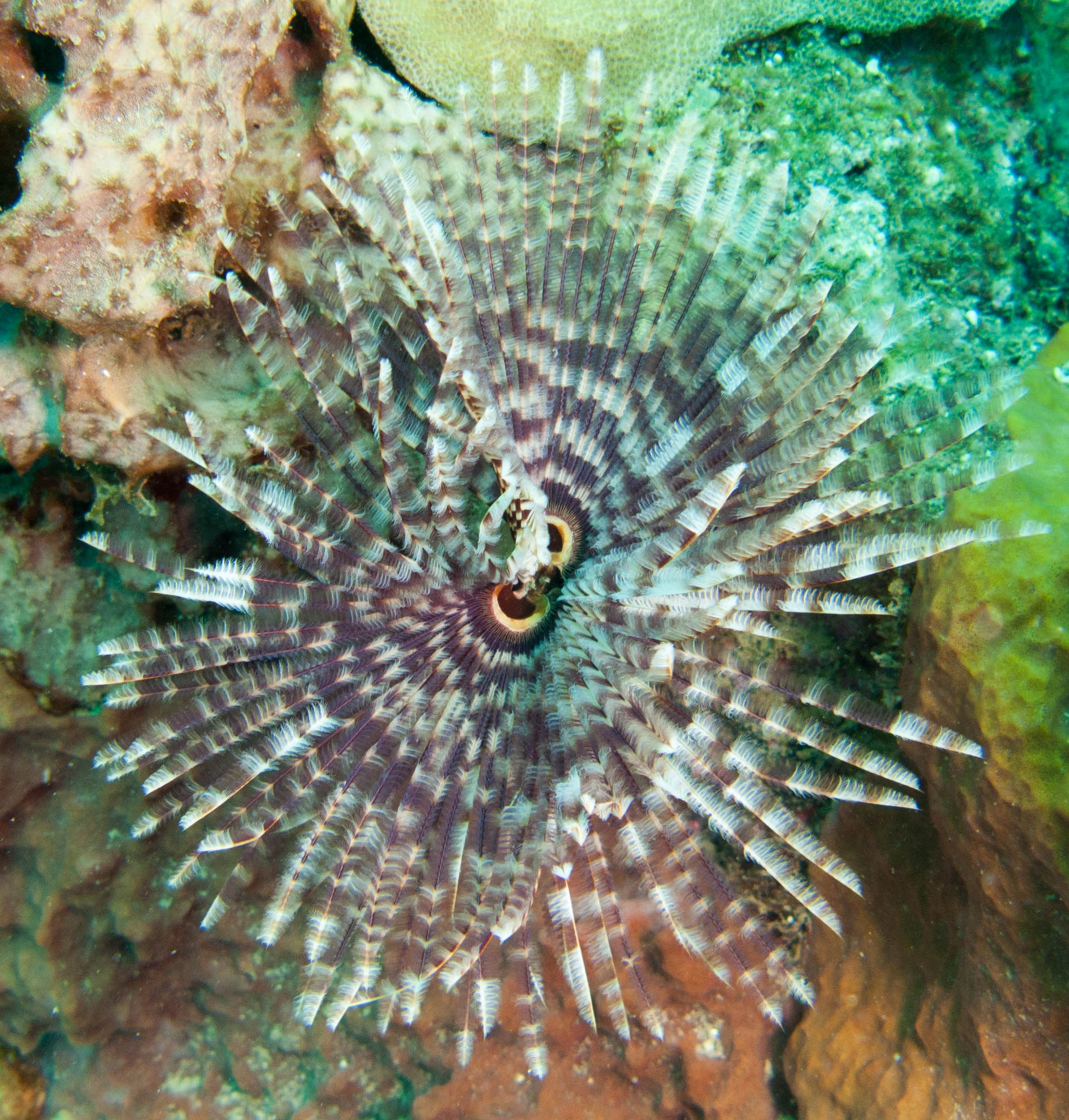 Magnificent Feather Duster