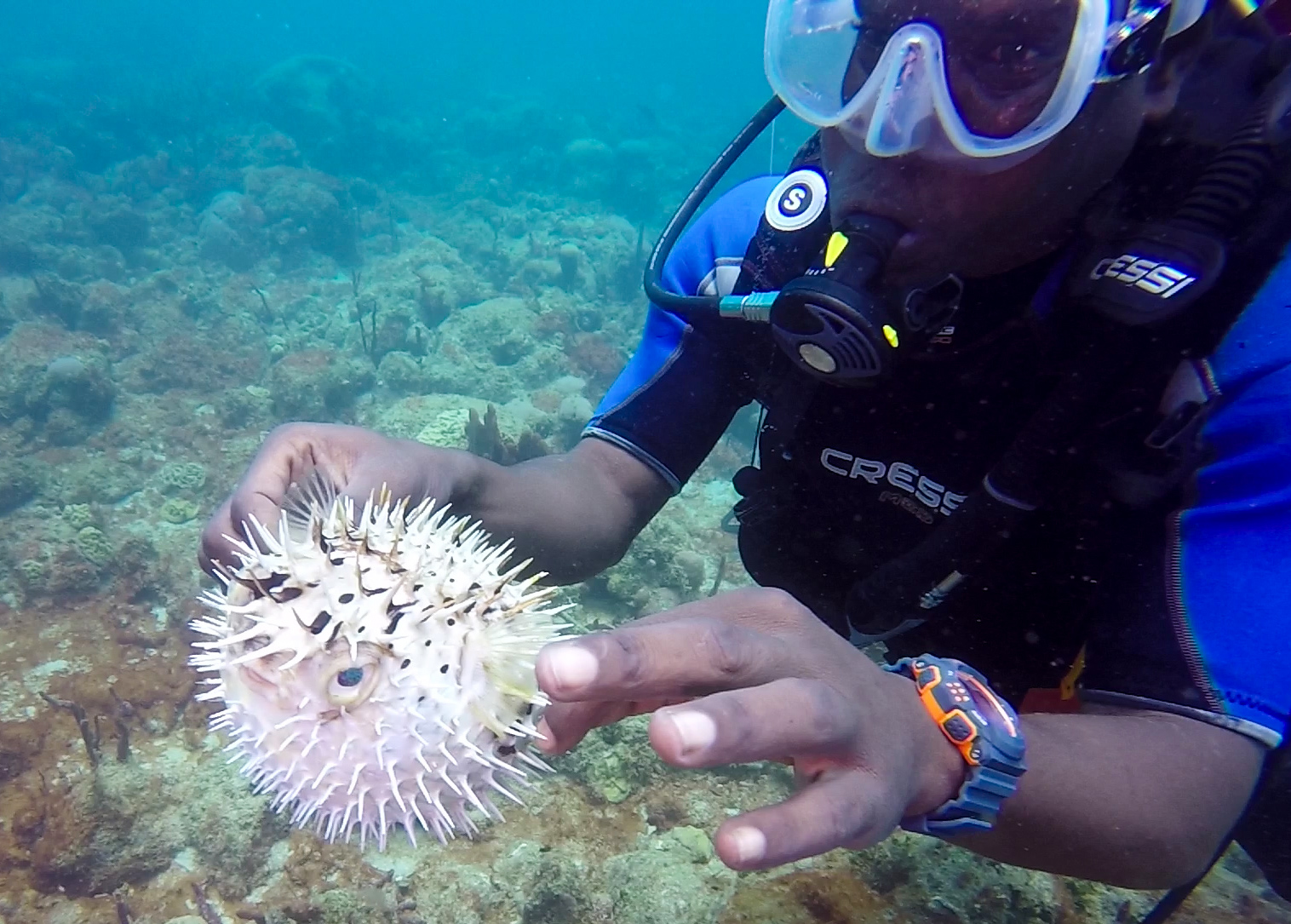 Spiny Balloonfish (Diodon holocanthus)