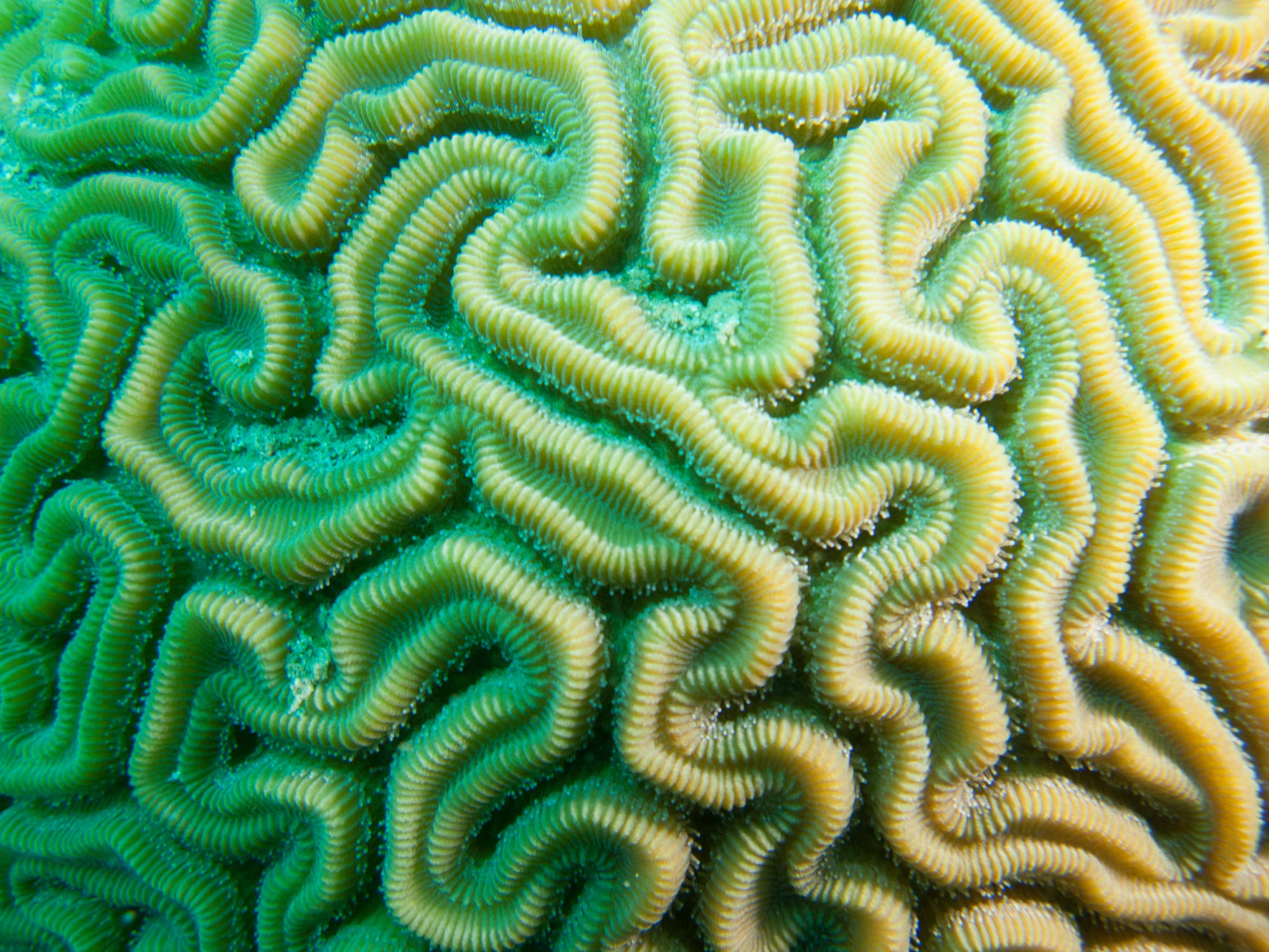 Brain coral