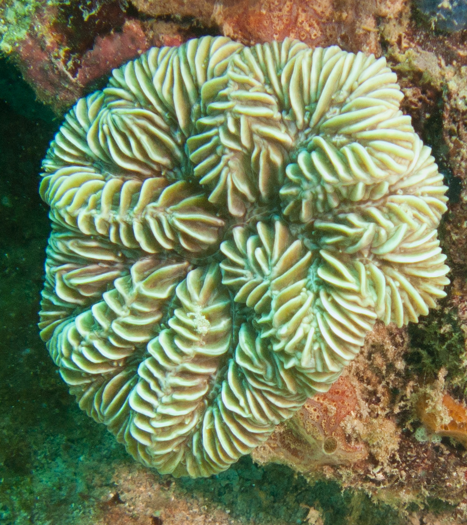 Maze Coral (Meandrina meandrites)