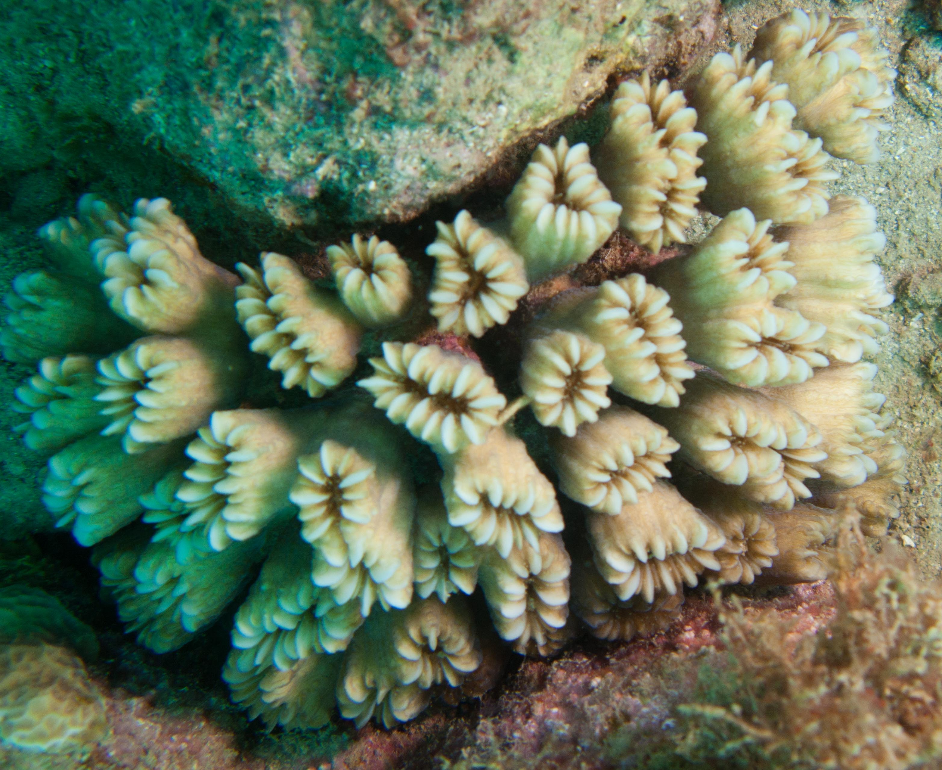 Smooth Flower Coral (Eusmilia fastiginia)