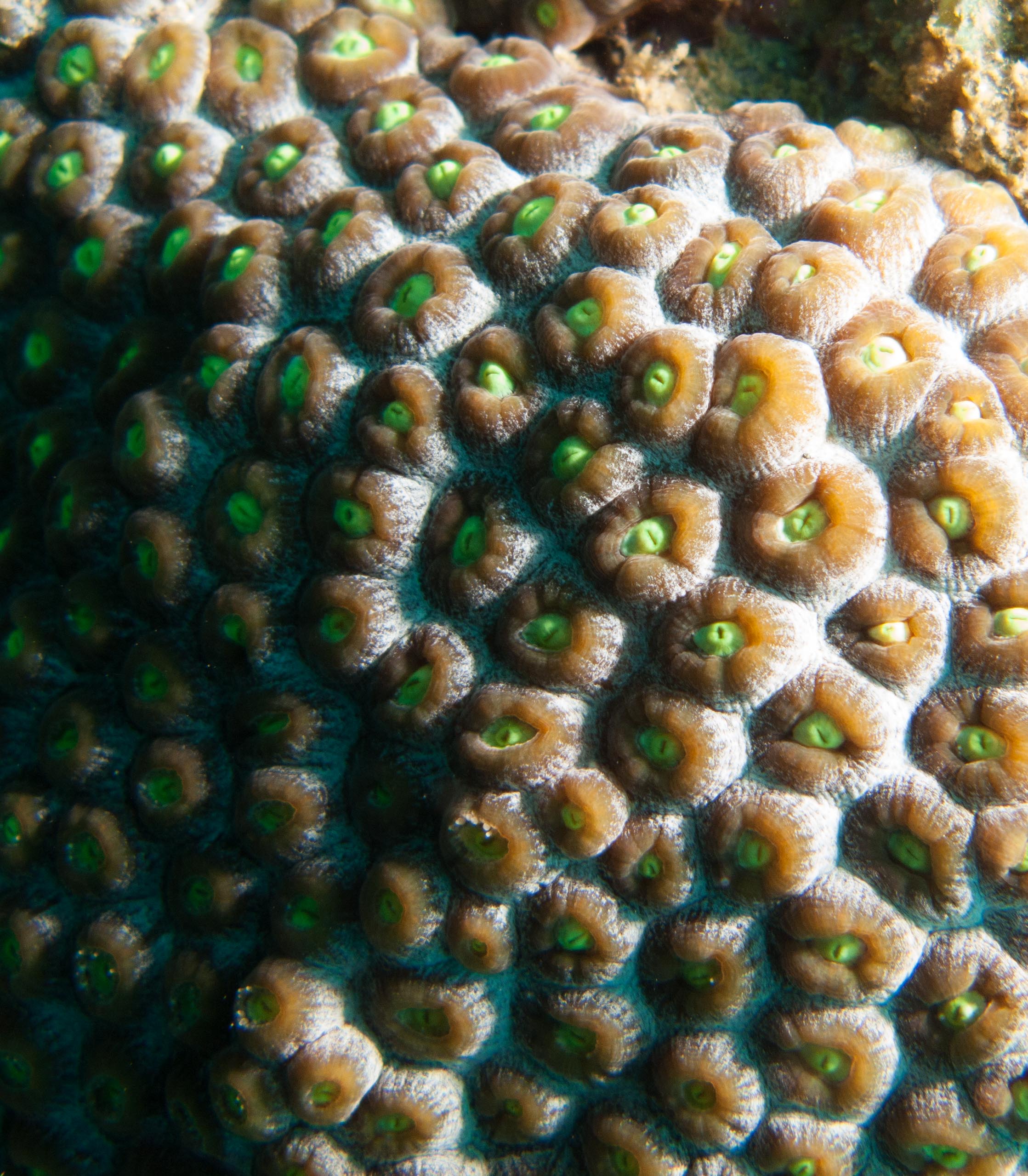 Great Star Coral (Montastraea cavernosa)