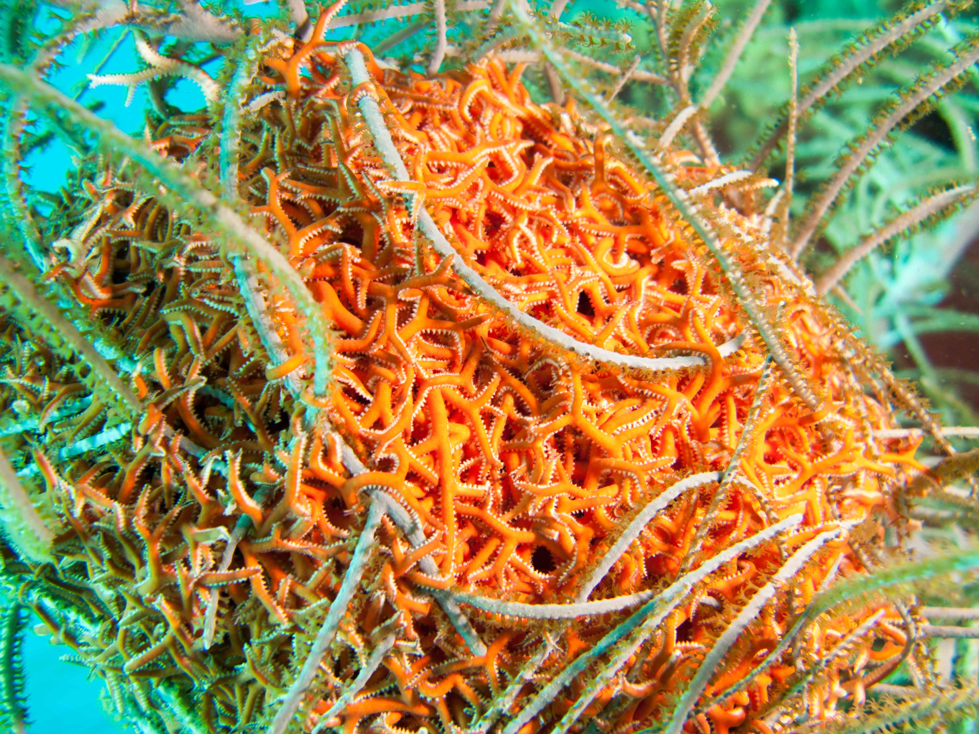 Giant Basketstar Star (Astrophyton muricatum)