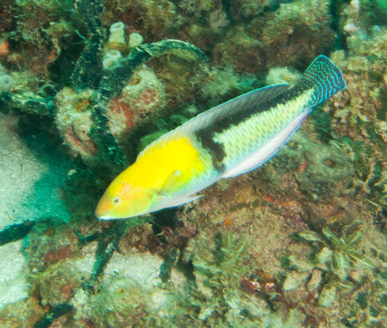 Yellowhead Wrasse (Terminal phase) Yellowhead Wrasse (Terminal phase)