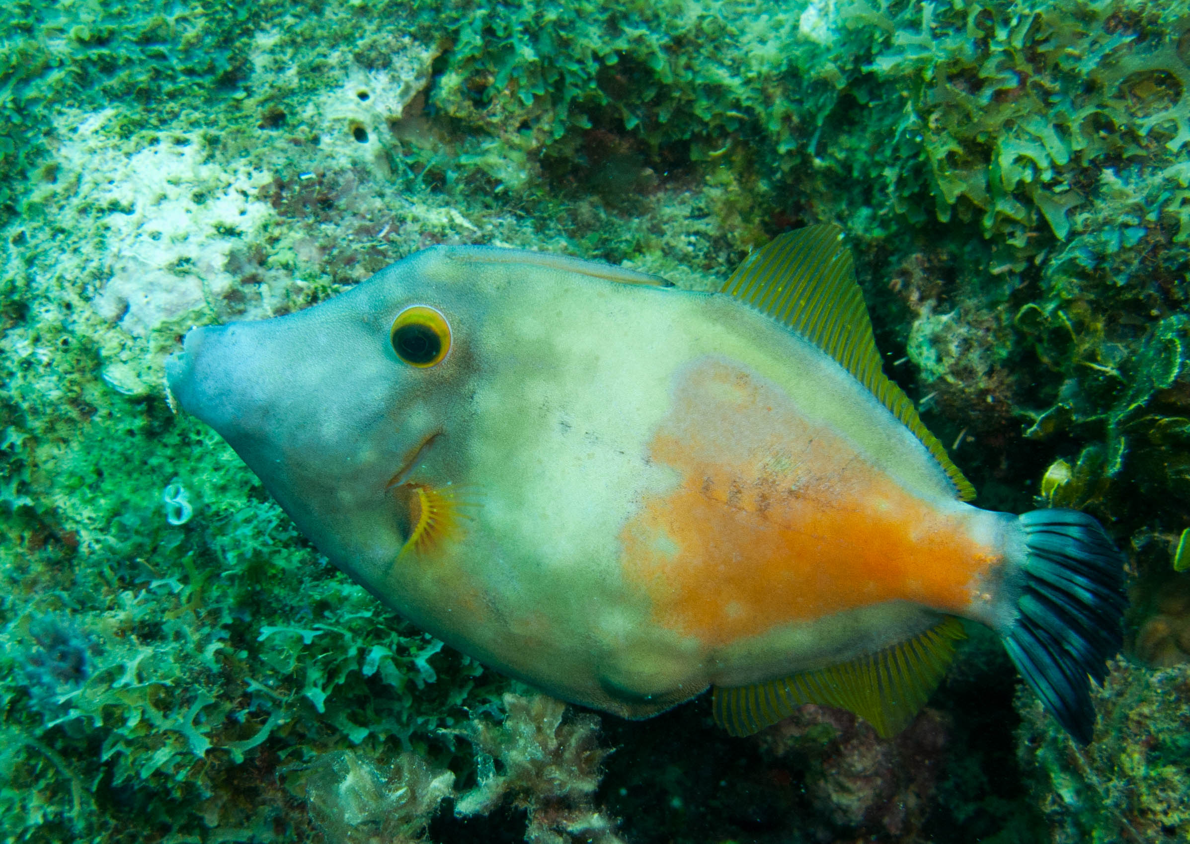 Whitespotted Filefish Whitespotted Filefish