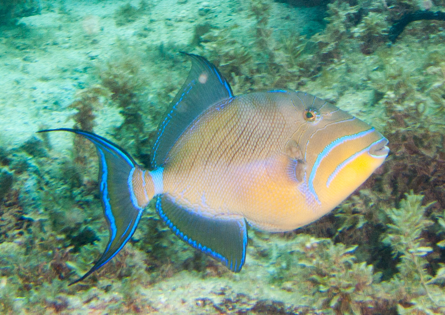 Queen Triggerfish Queen Triggerfish