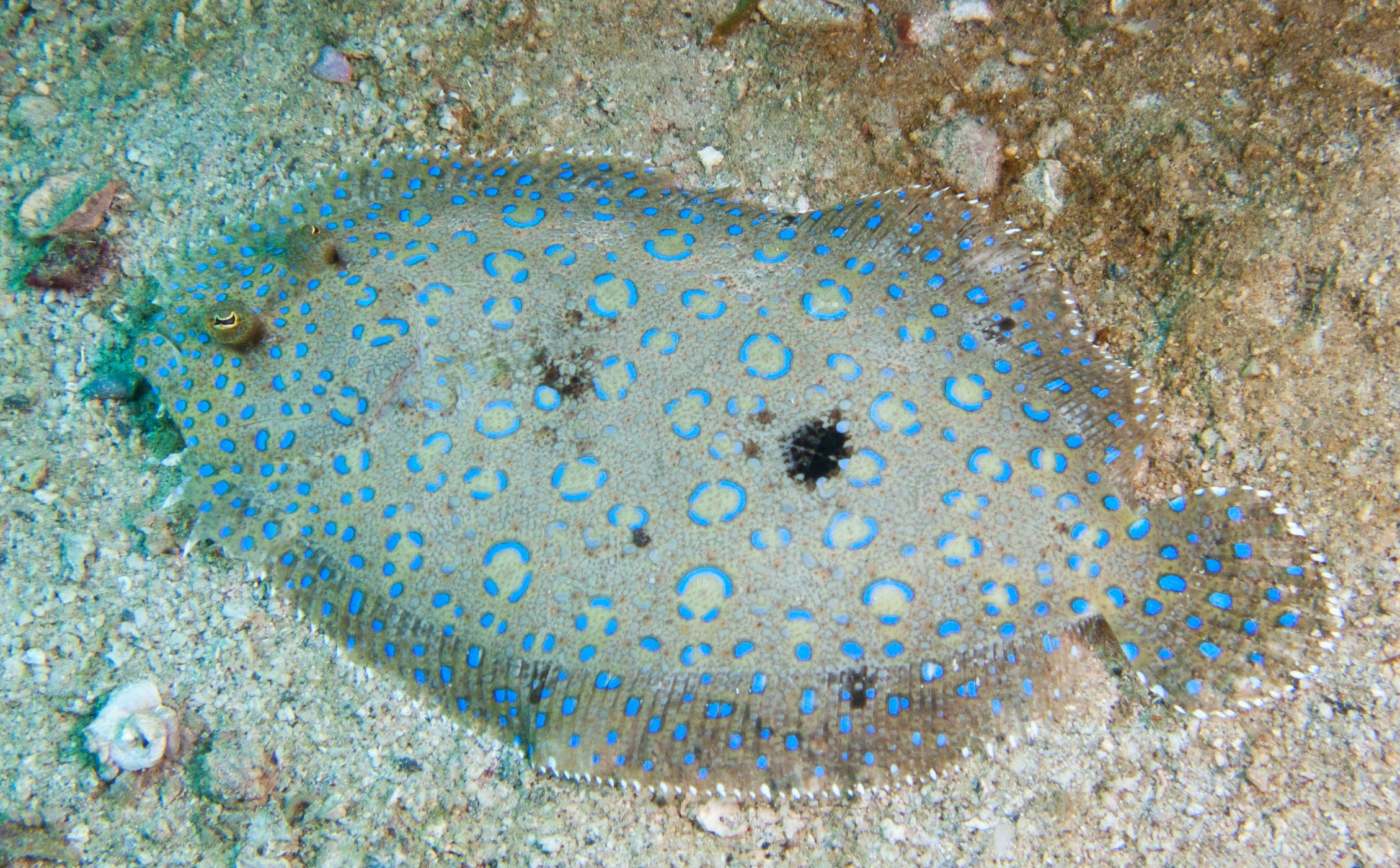 Peacock Flounder Peacock Flounder