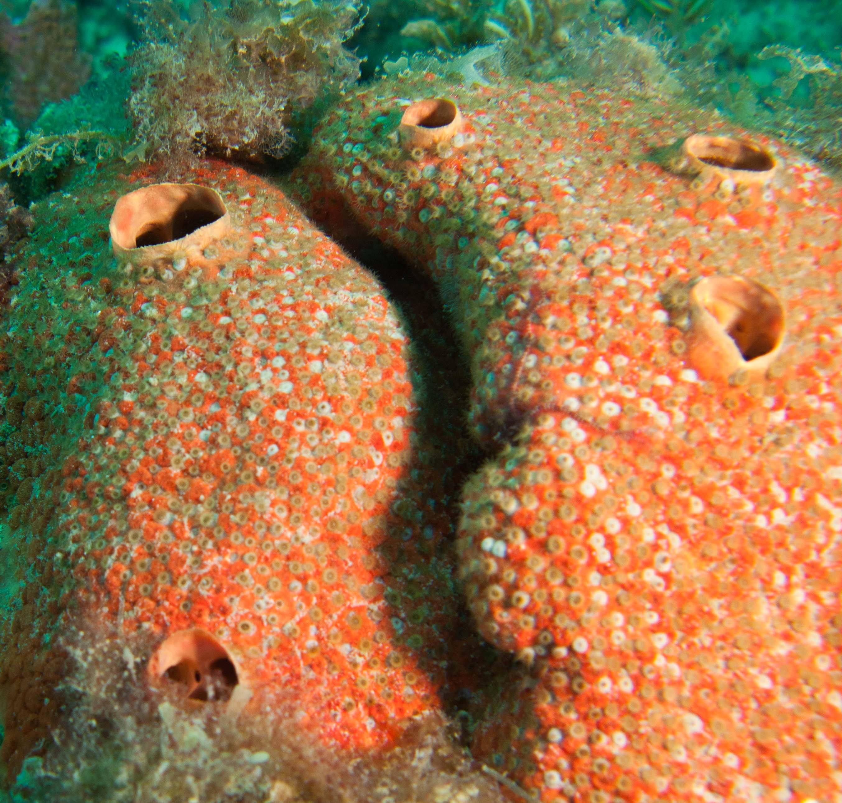 Red Boring Sponge Red Boring Sponge