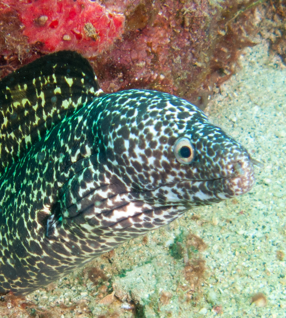 Spotted Moray Eel Spotted Moray Eel