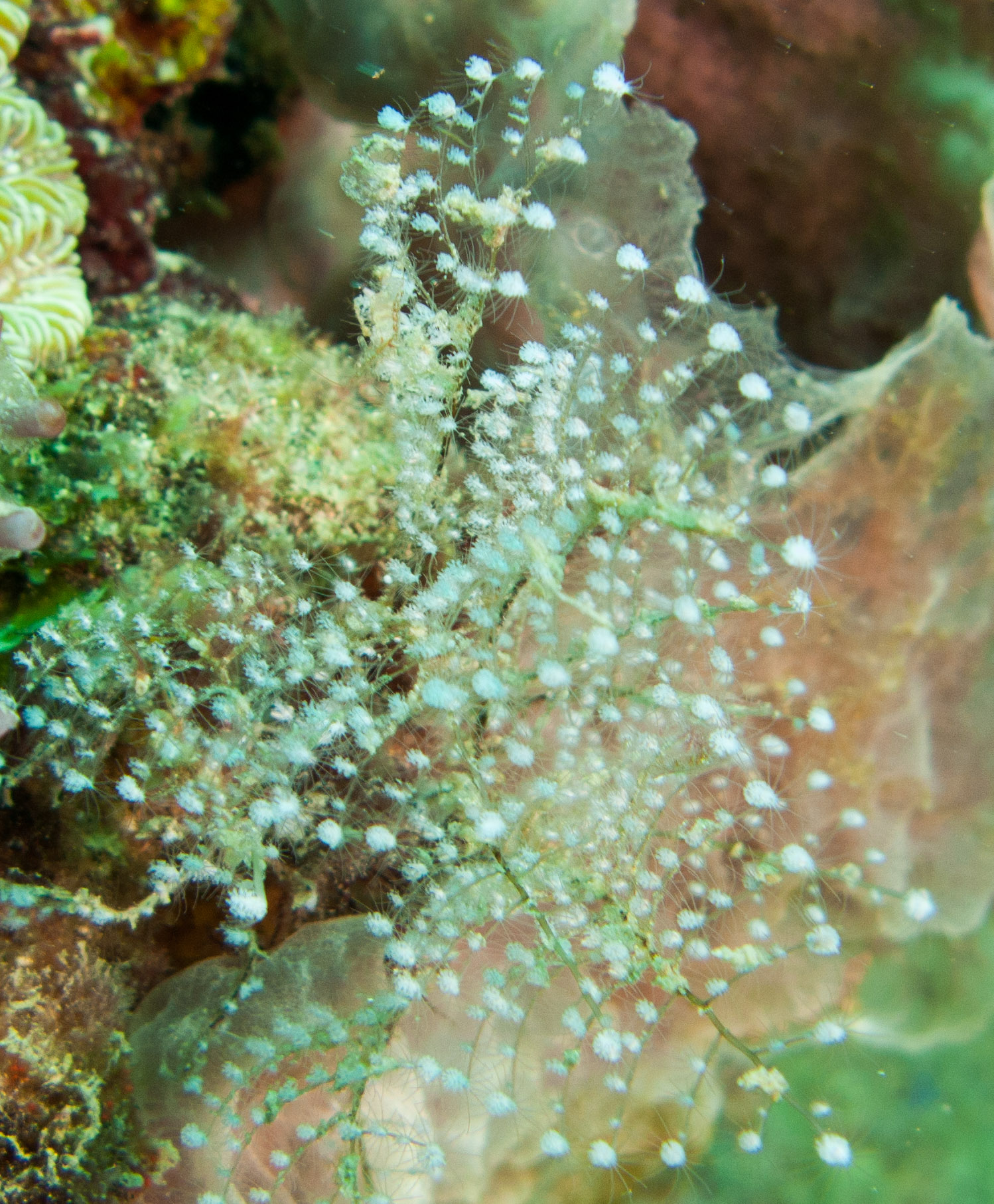 Christmas Tree Hydroid (Pennaria disticha) Christmas Tree Hydroid (Pennaria disticha)