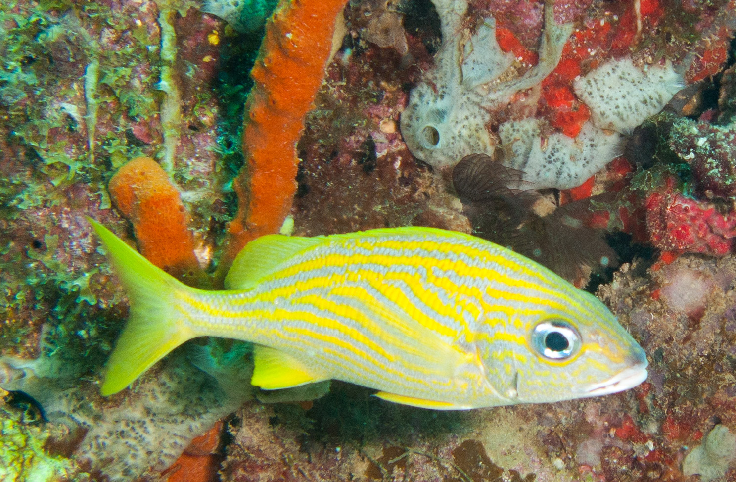 French Grunt French Grunt