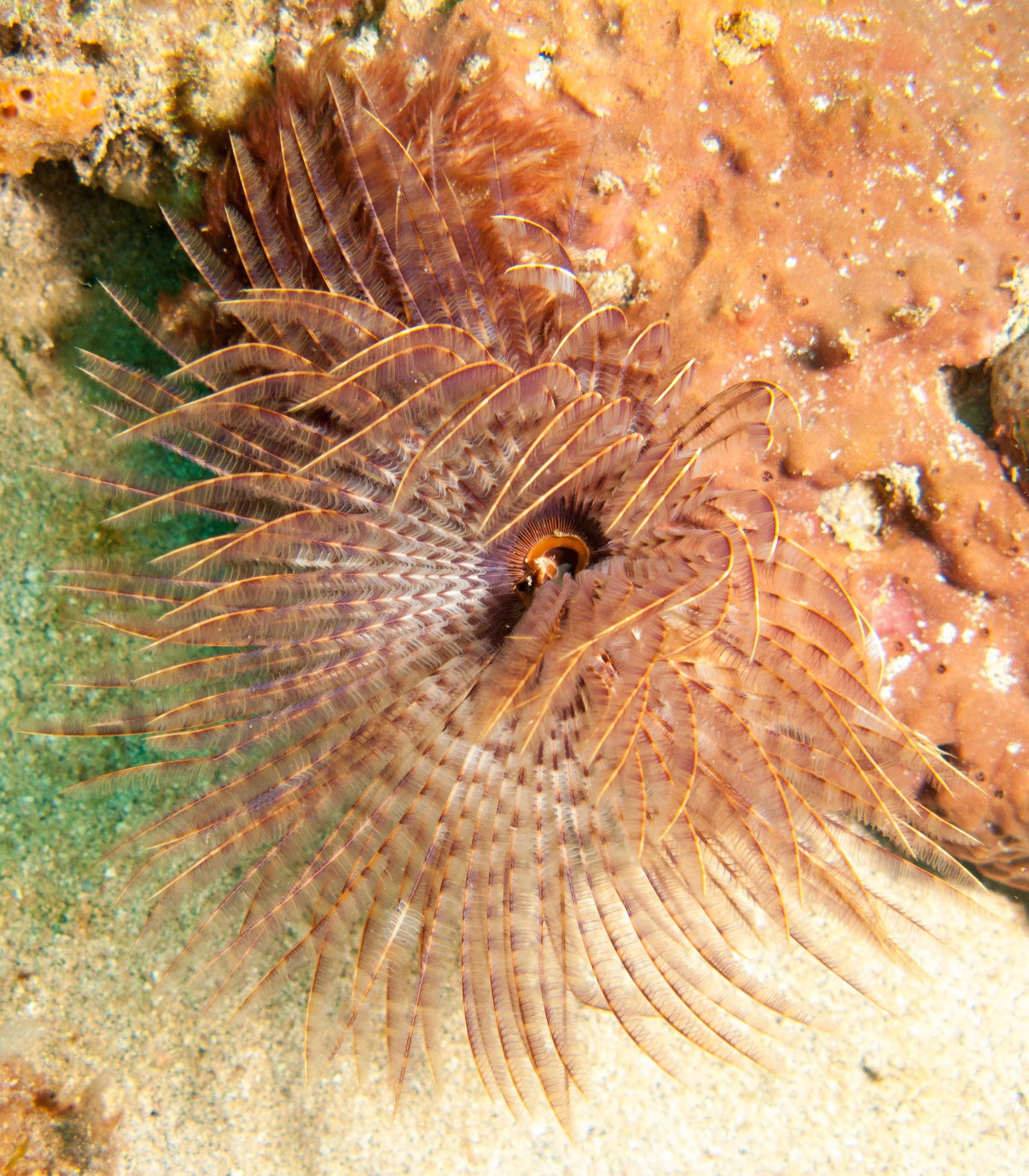 Magnificent Feather Duster (Sabellastarte magnifica) Magnificent Feather Duster (Sabellastarte magnifica)