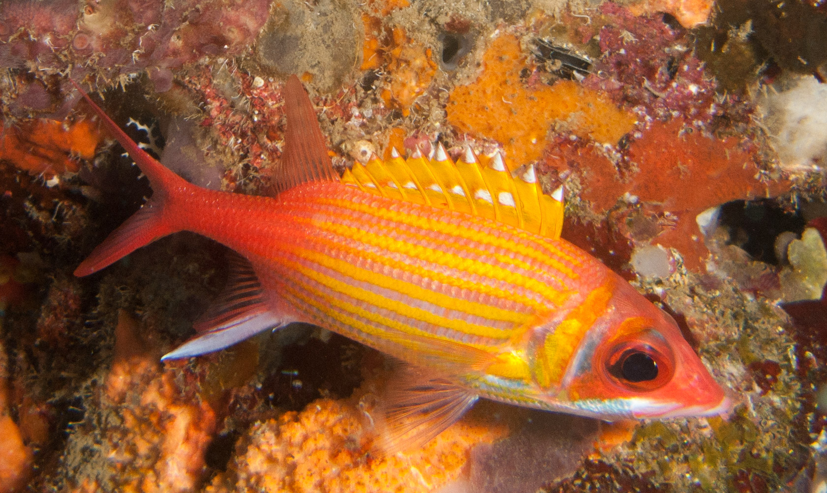 Longjaw Squirrelfish
