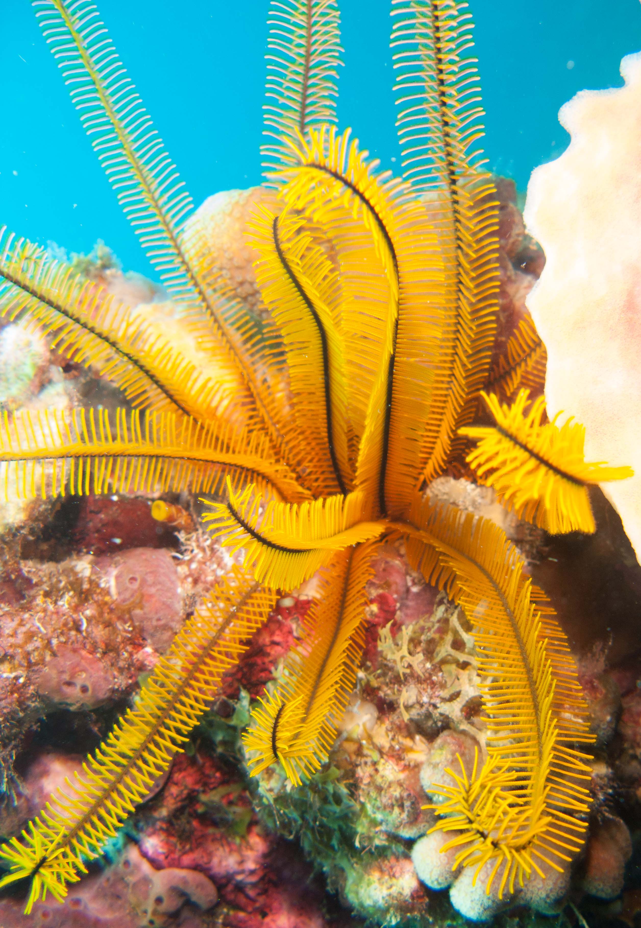 Golden Crinoid (Davidaster rubiginosa)