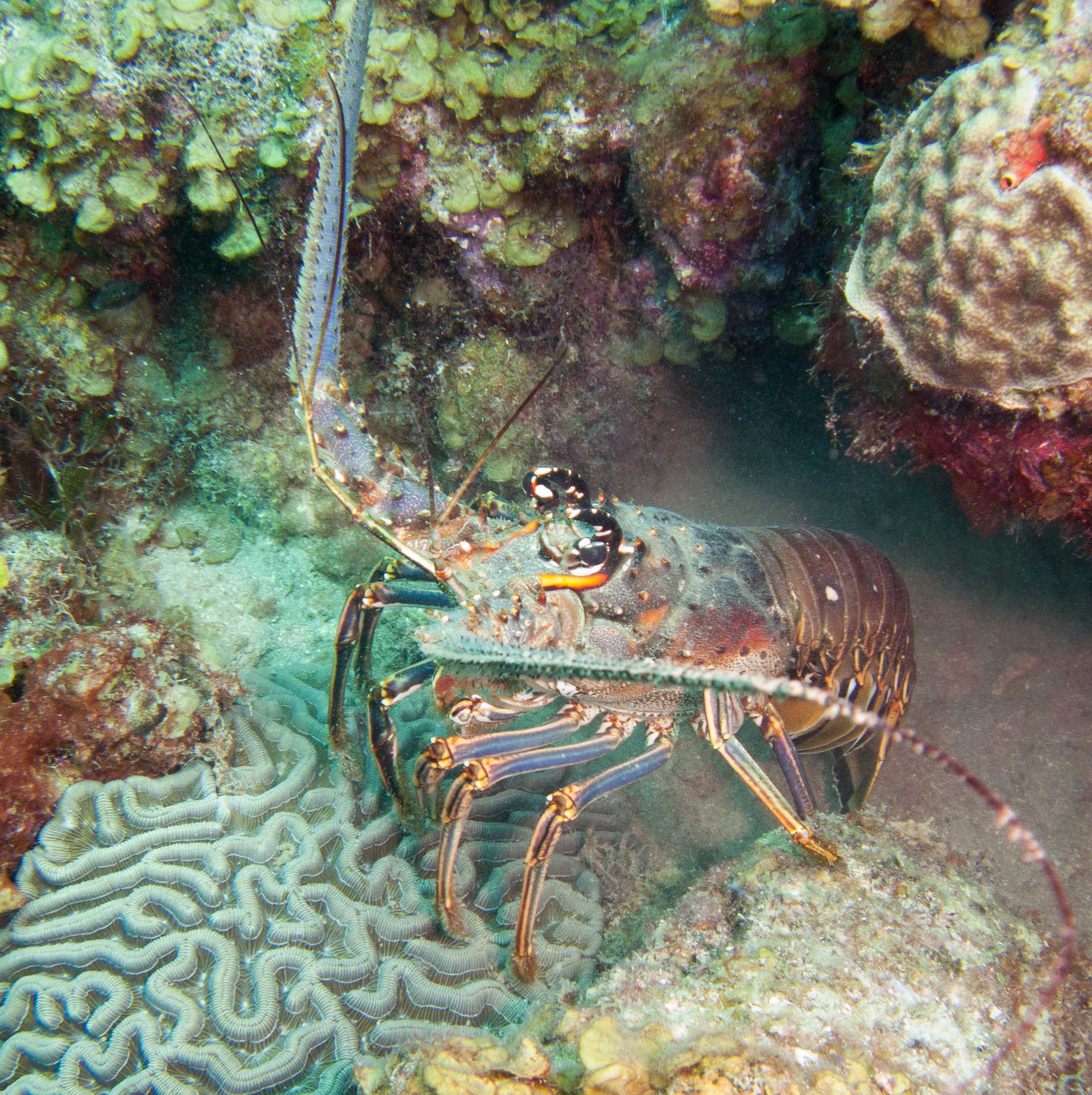 Caribbean Spiny Lobster