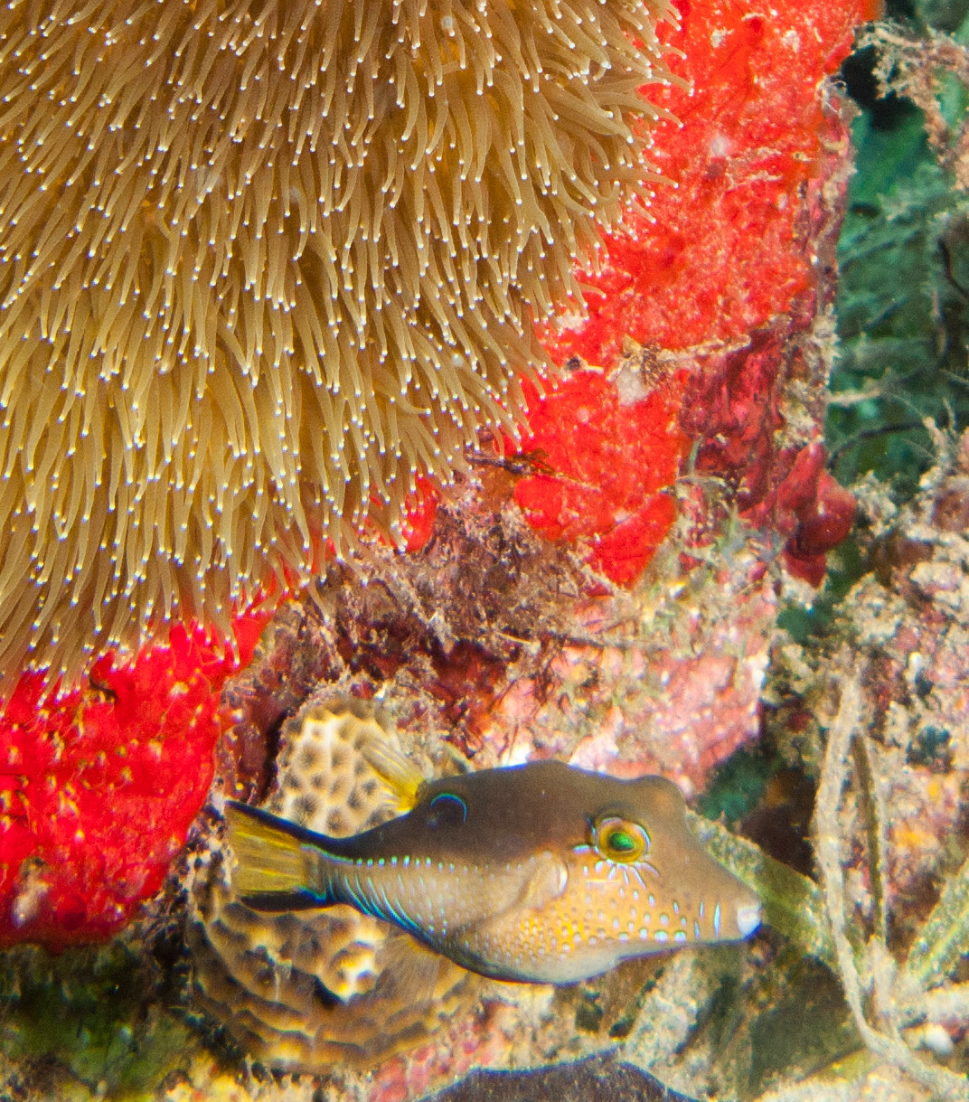 Sharpnose Puffer(Canthigaster rostrata)