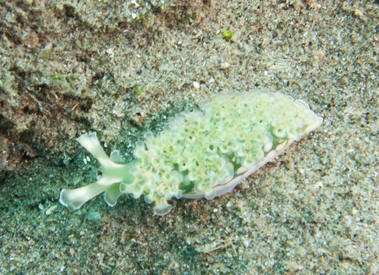 Lettuce Sea Slug (Elysia crispata)