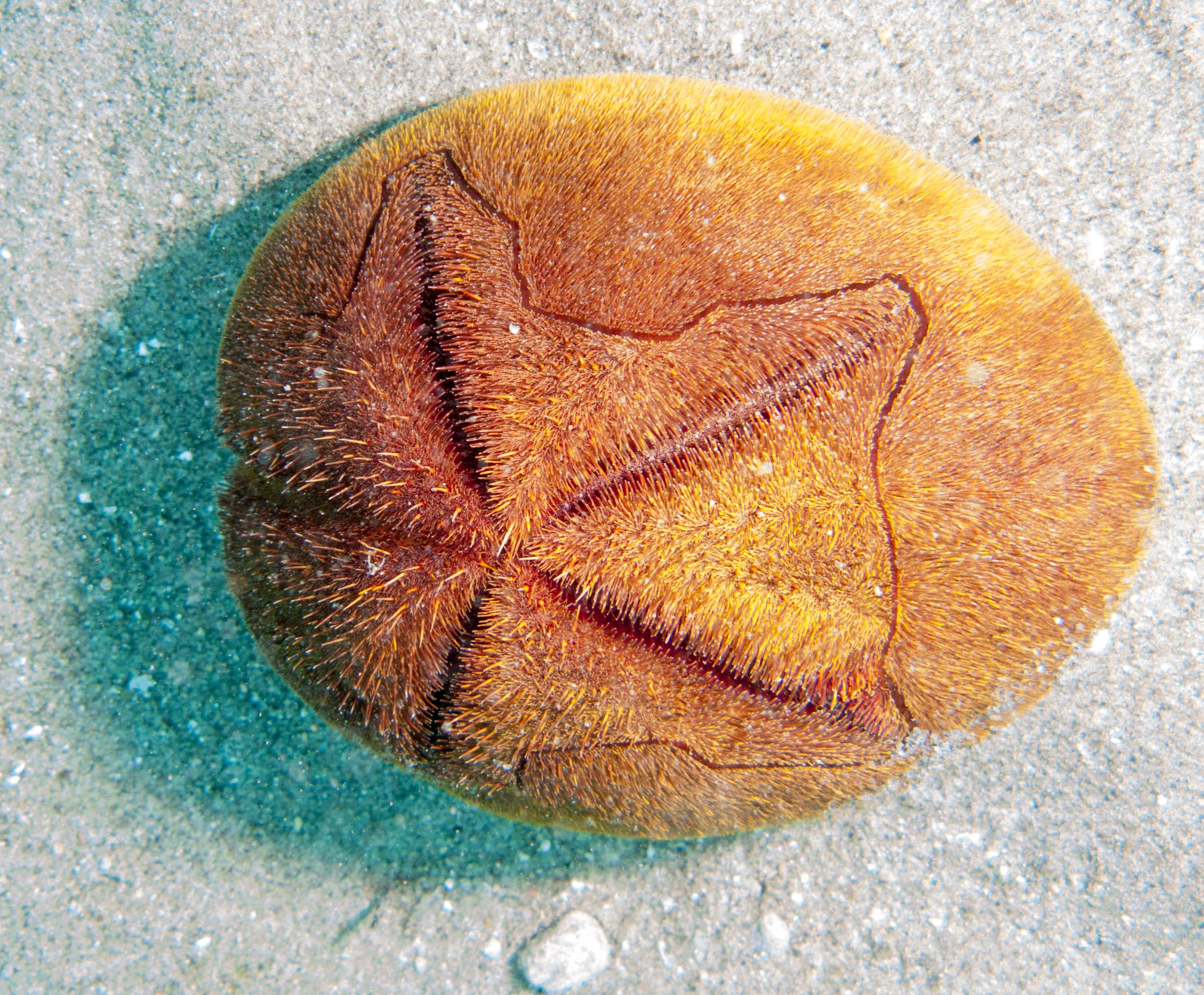 Red Heart Urchin (Meoma ventricosa)