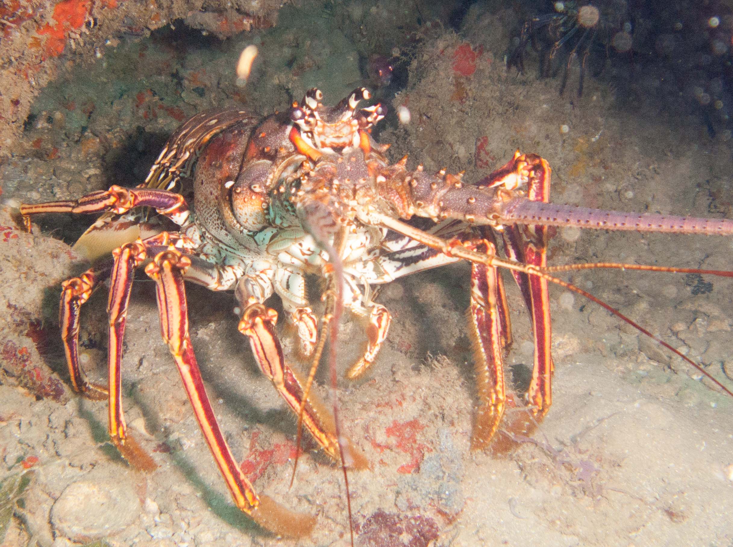 Caribbean Spiny Lobster