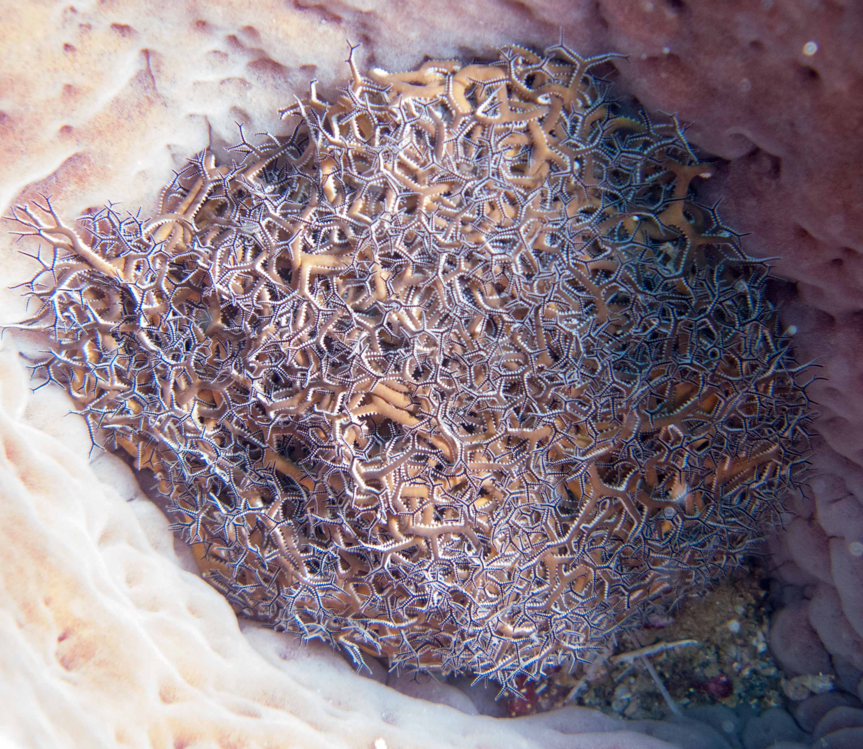 Giant Basketstar Star (Astrophyton muricatum)