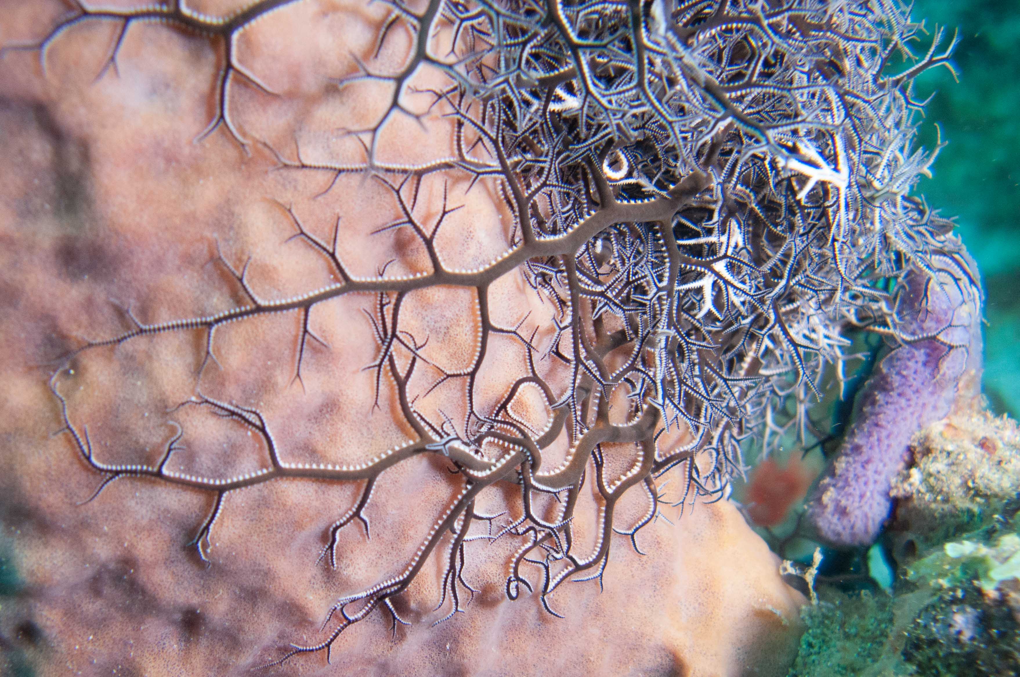 Giant Basketstar Star (Astrophyton muricatum) Giant Basketstar Star (Astrophyton muricatum)