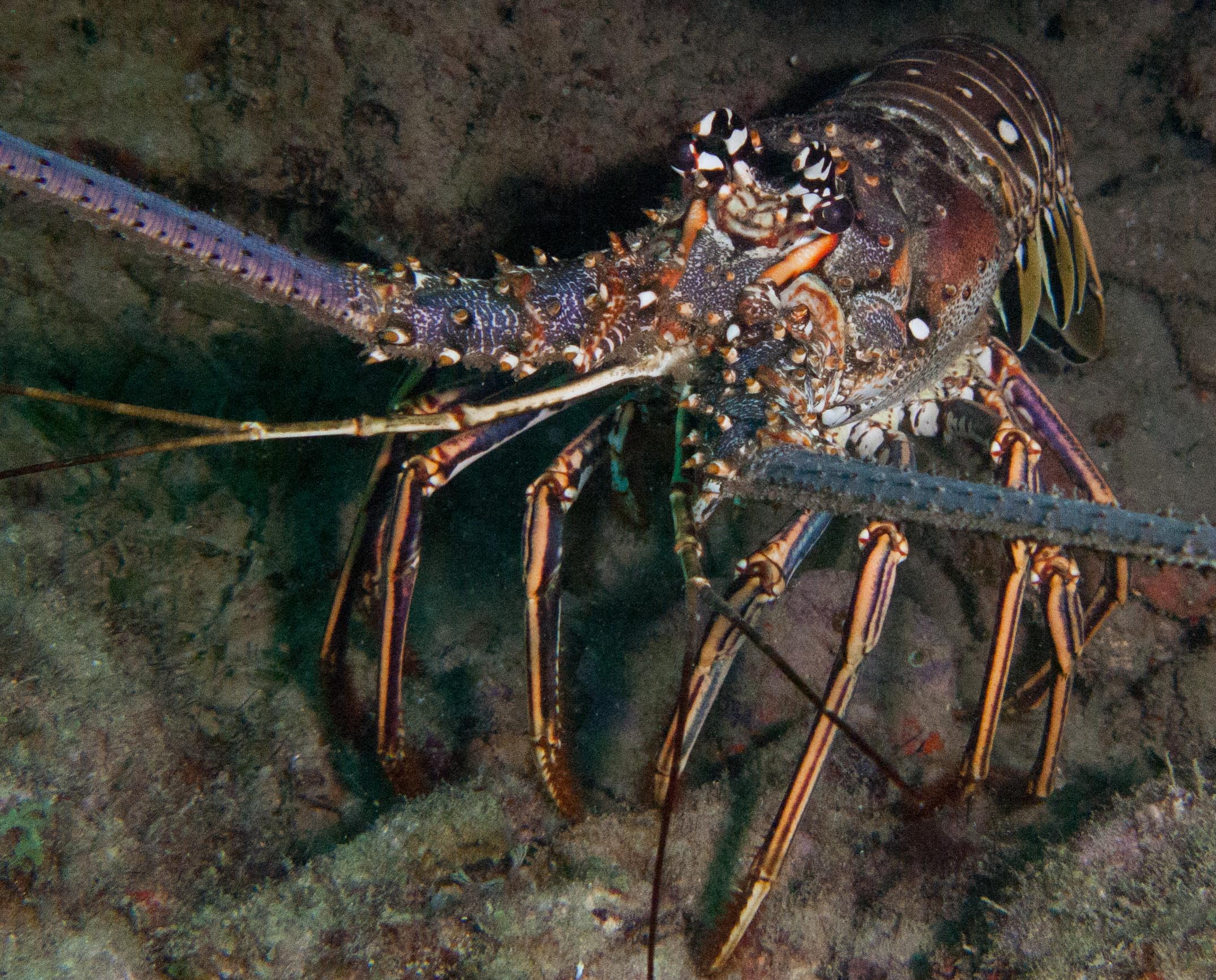 Caribbean Spiny Lobster Caribbean Spiny Lobster