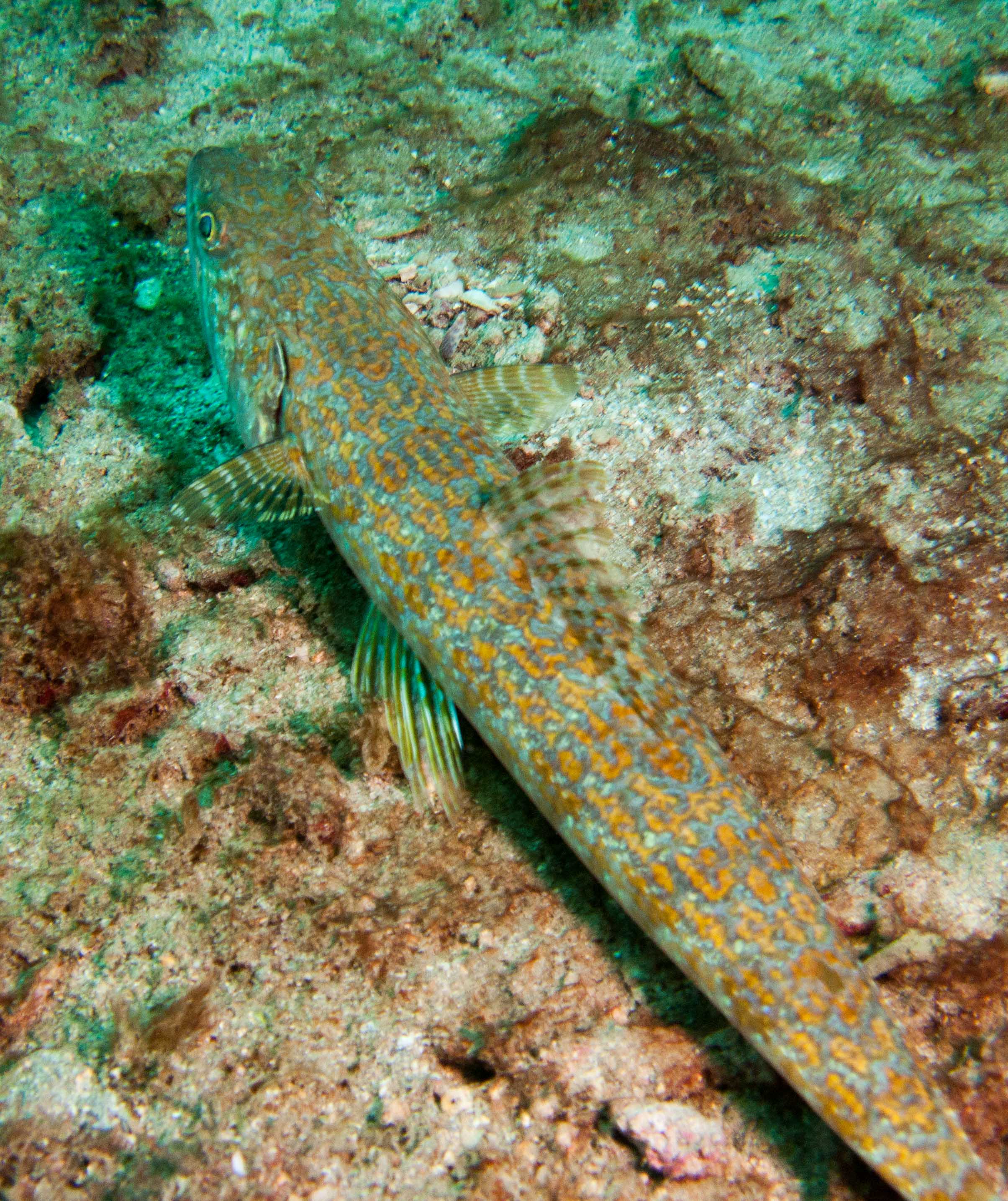 Lizardfish Lizardfish
