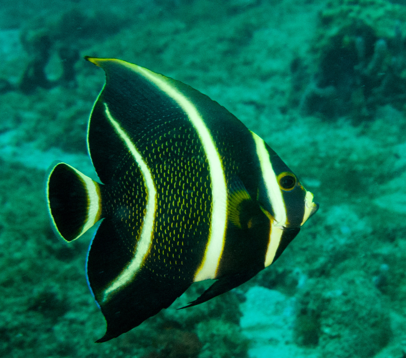 French Angelfish (juvenile) French Angelfish (juvenile)