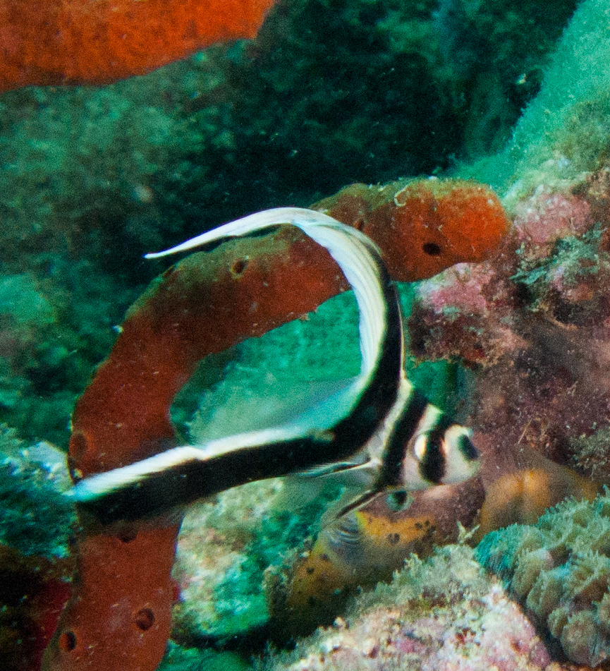 Spotted Drum Spotted Drum