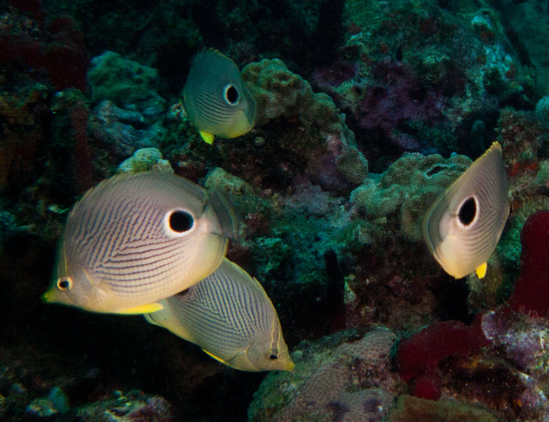 Foureye Butterflyfish Foureye Butterflyfish
