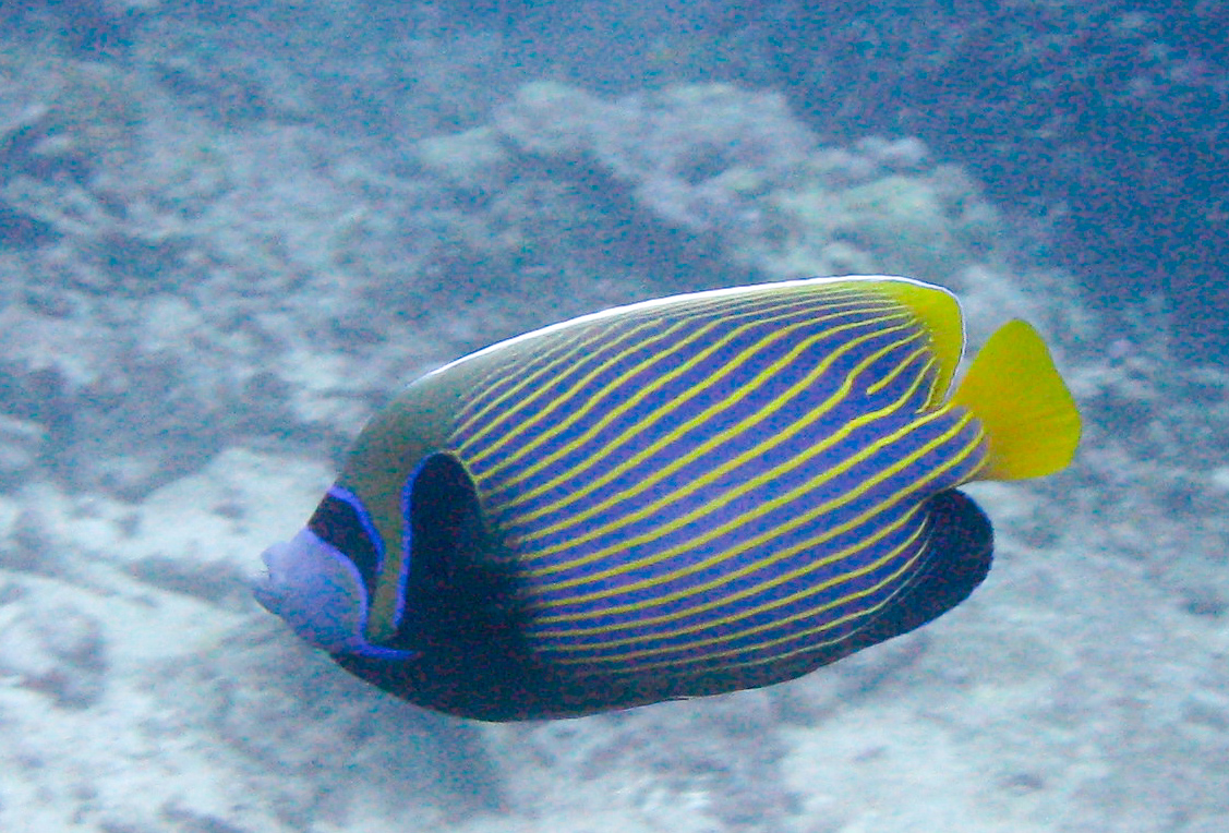 Emperor Angelfish