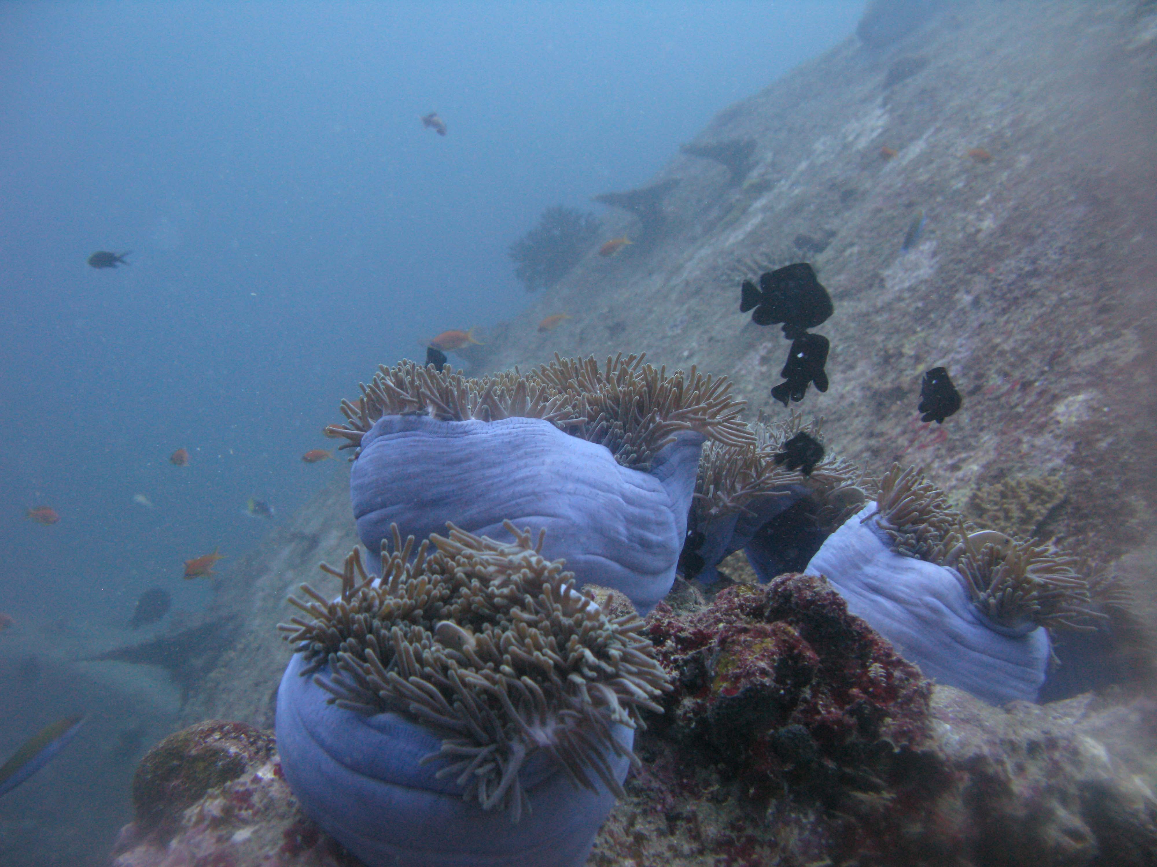Magnificent Sea Anemone