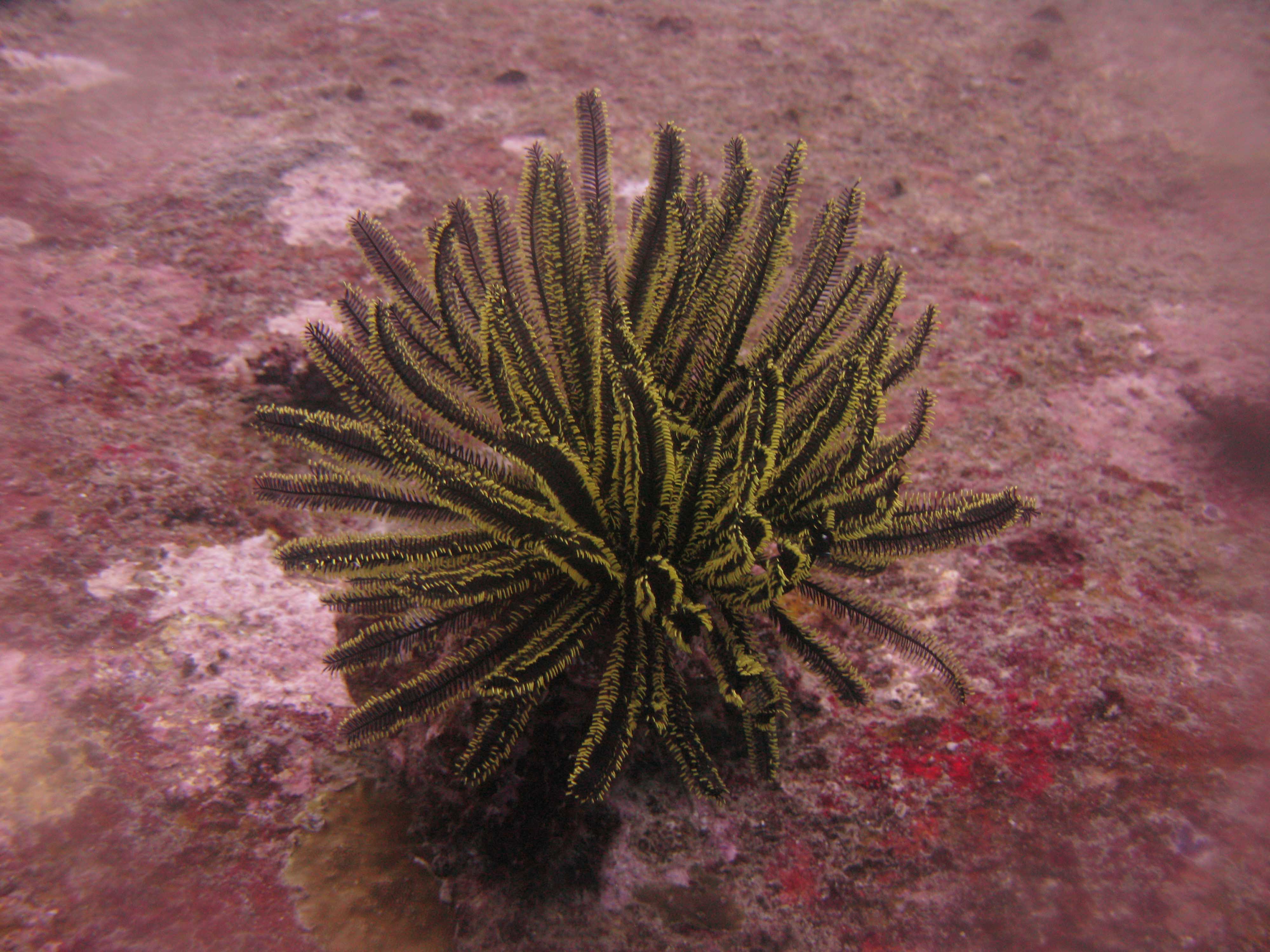 Feather star