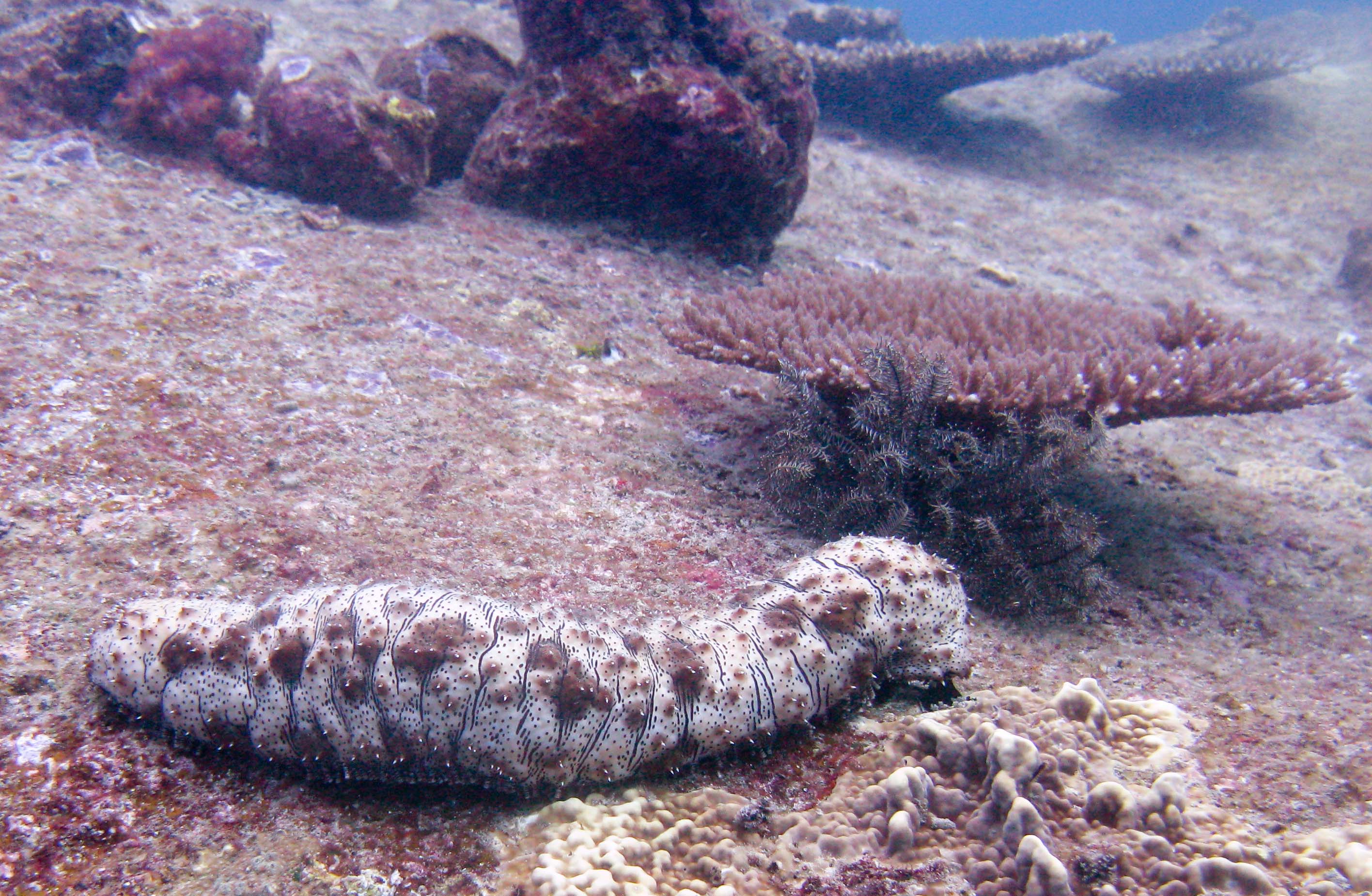 Giant Sea Cucumber