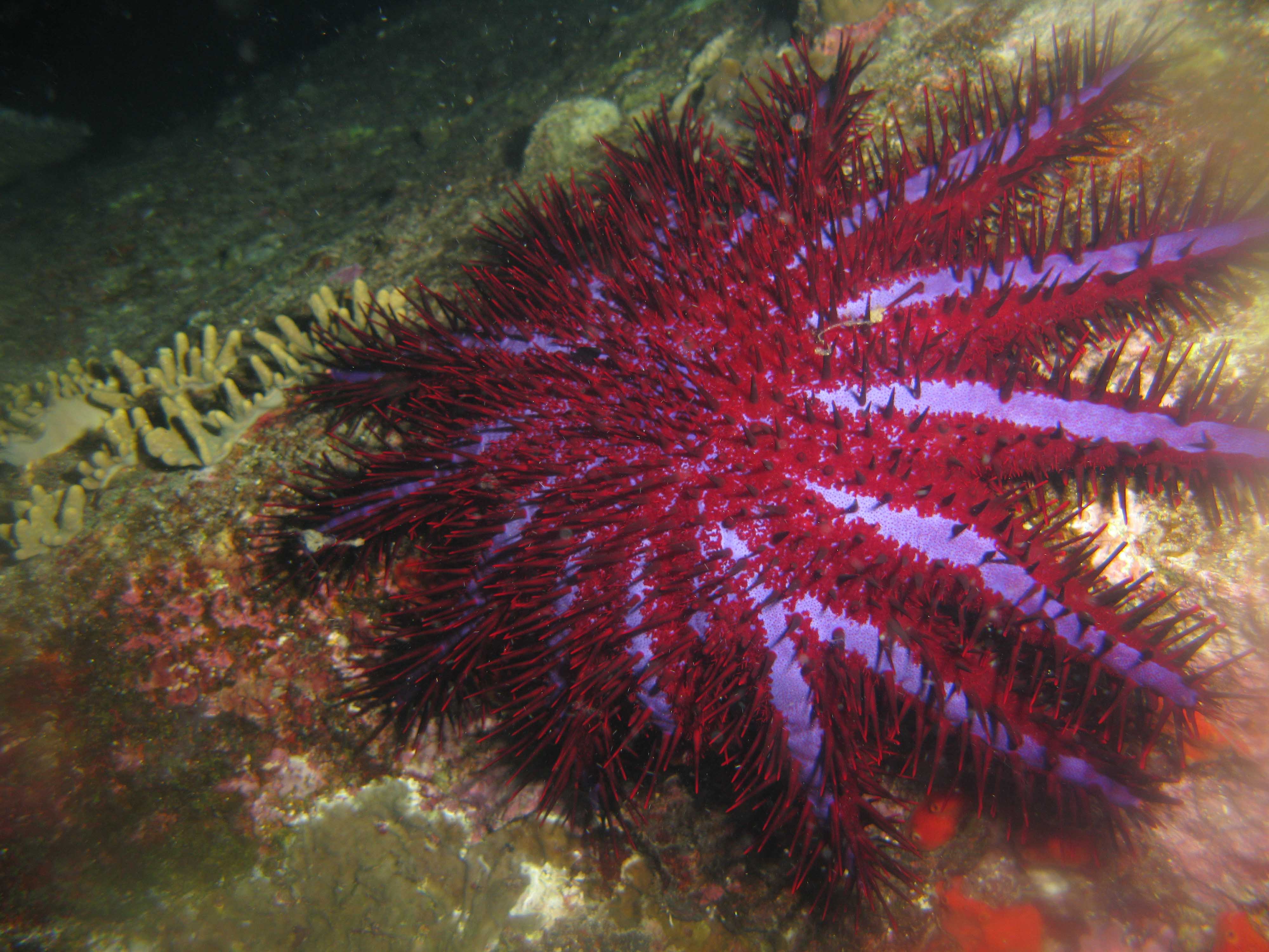 Crown-of-thorns Crown-of-thorns