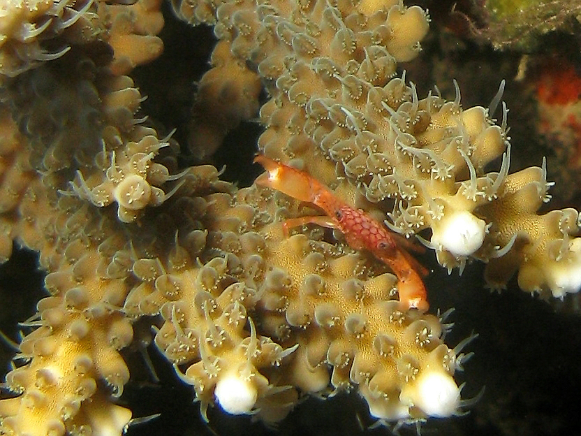 Honeycomb Guard Crab Honeycomb Guard Crab