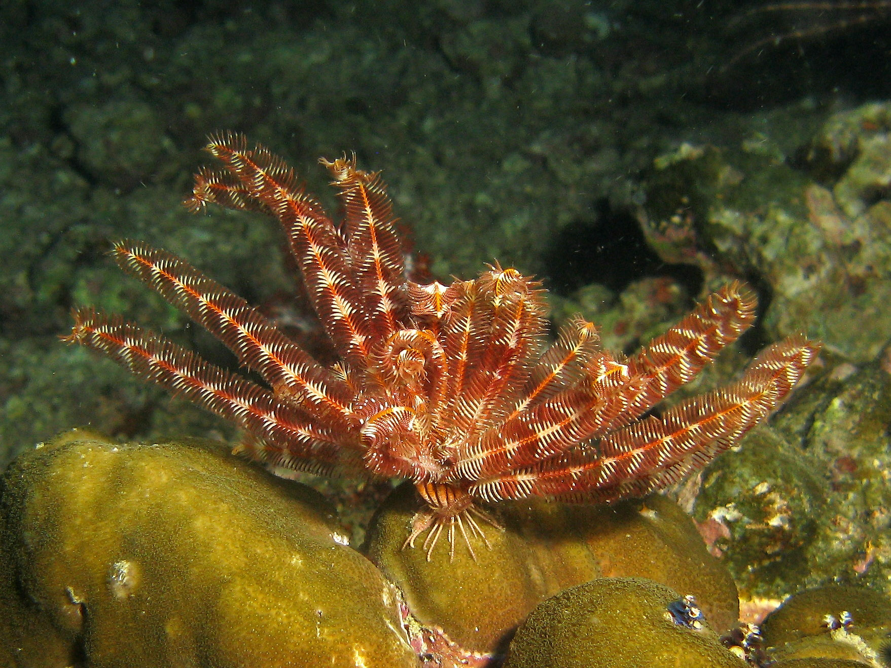 Feather star Feather star