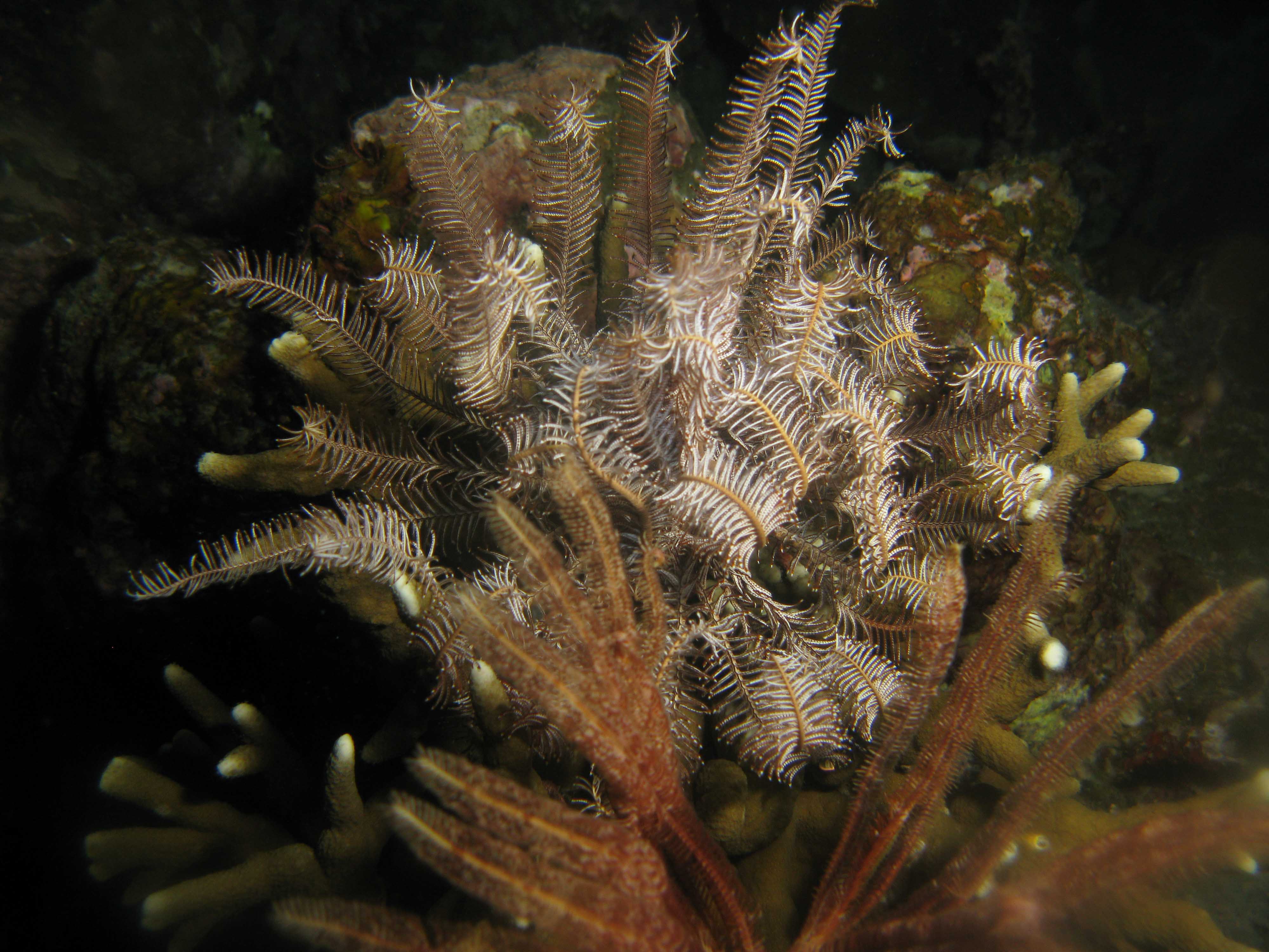 Feather star Feather star