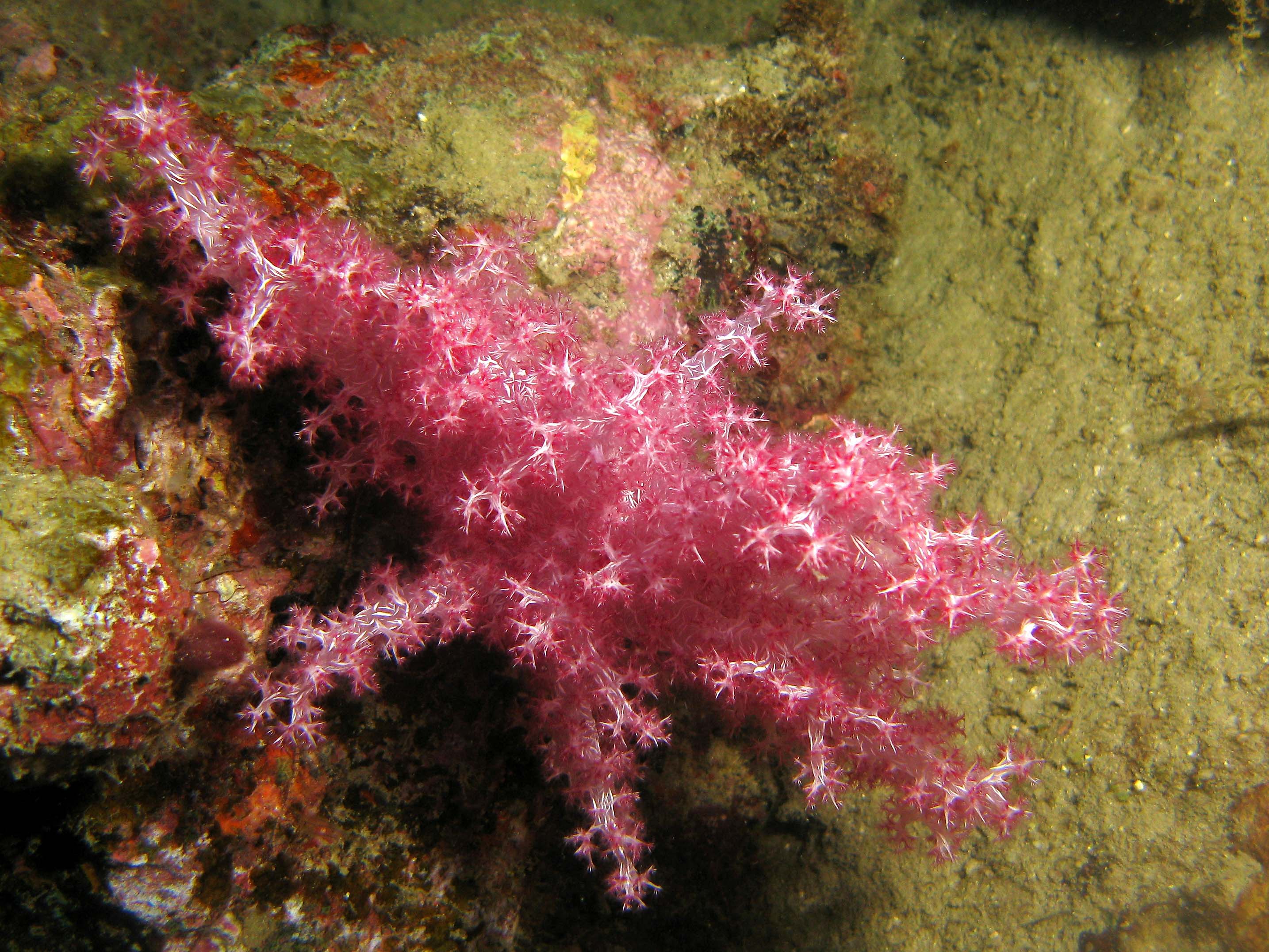 Tree coral Tree coral