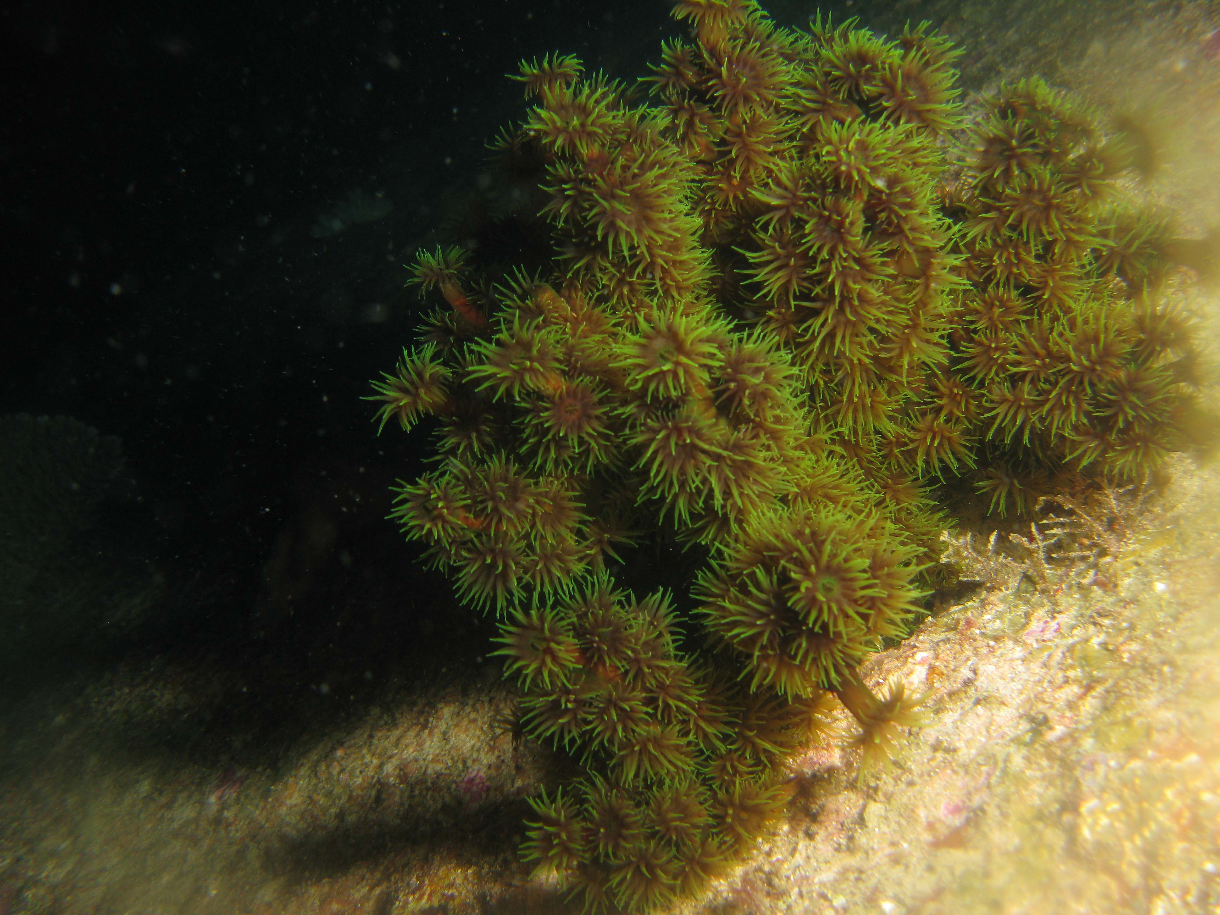 Orange cup coral Orange cup coral